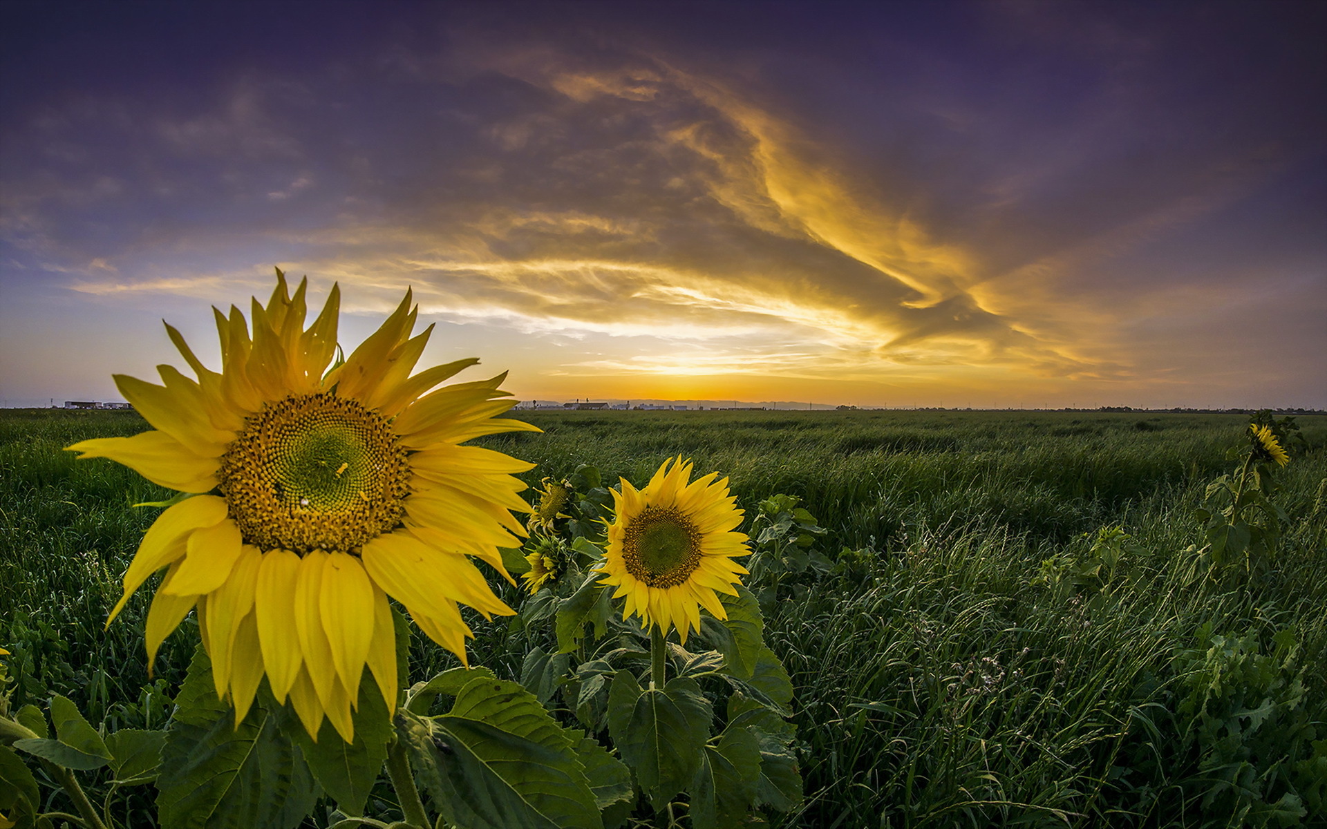Download mobile wallpaper Landscape, Nature, Flowers, Flower, Earth, Sunflower, Yellow Flower for free.