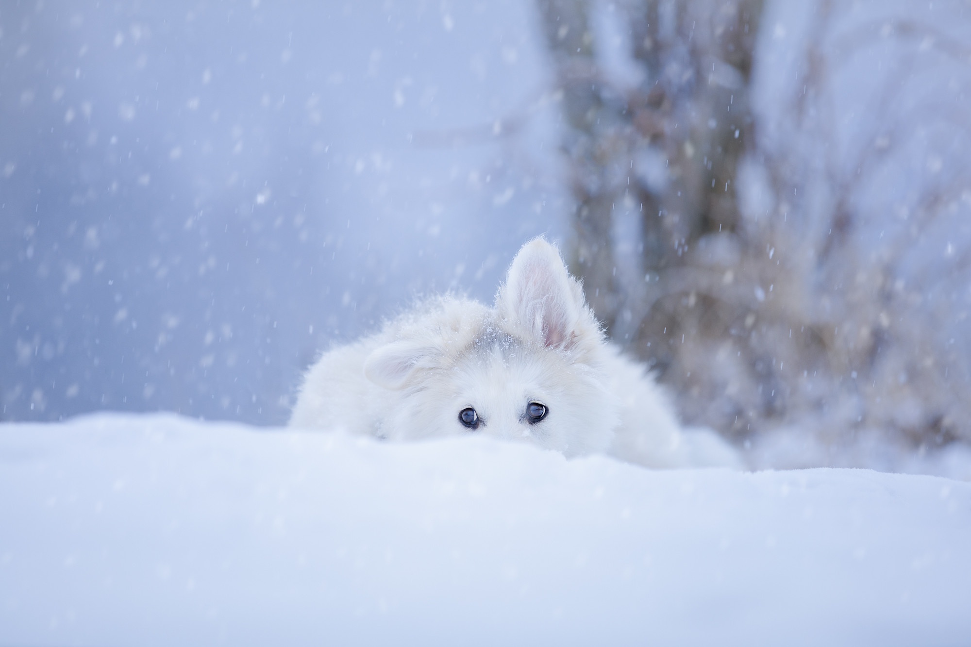 Download mobile wallpaper Winter, Snow, Dog, Animal, Puppy, Snowfall, Swiss Shepherd, Baby Animal for free.