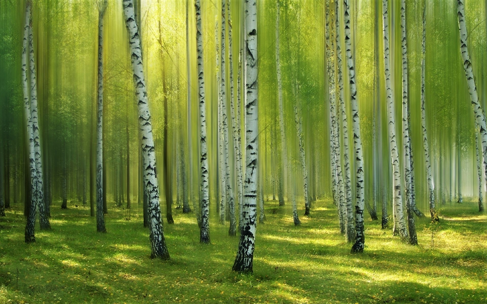 Téléchargez des papiers peints mobile Herbe, Forêt, Lumière Du Soleil, Bouleau, Terre/nature gratuitement.