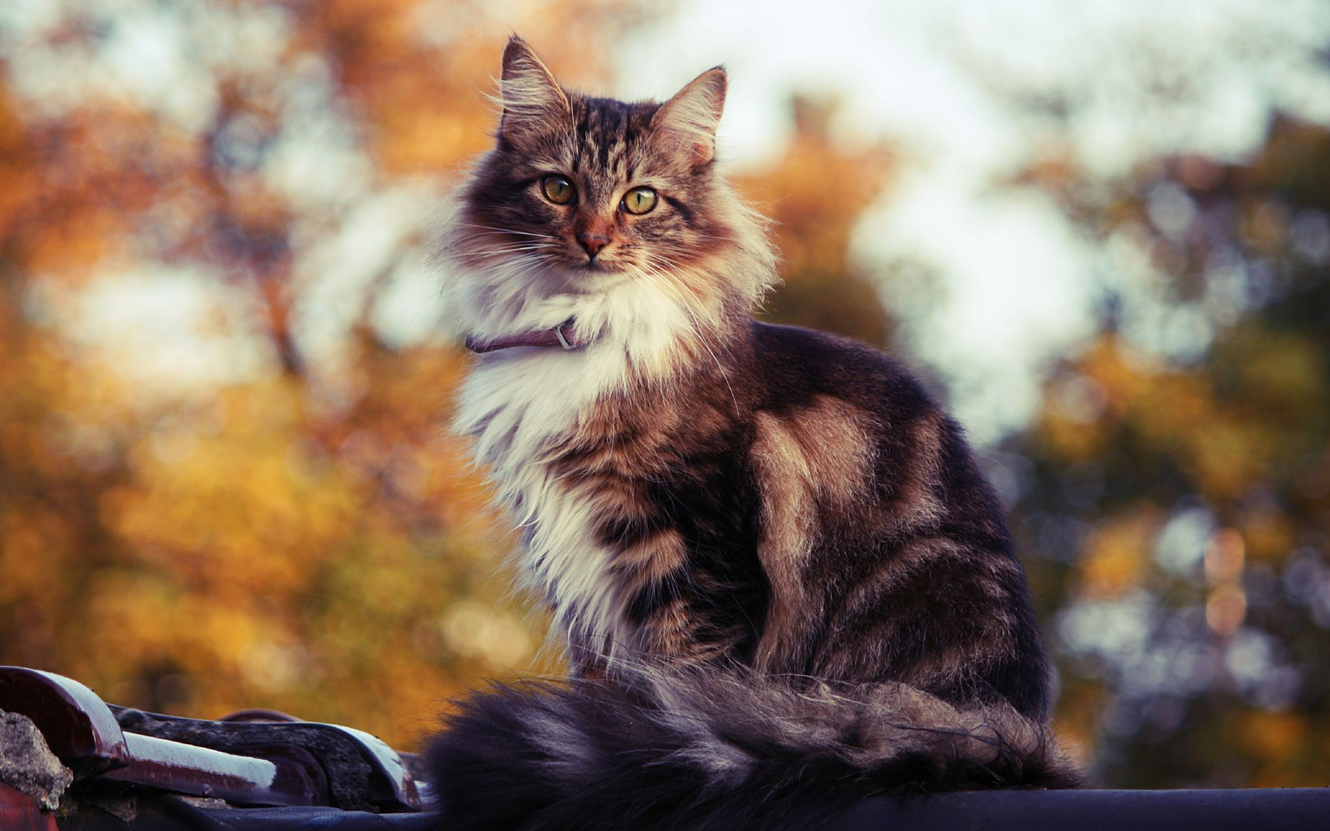 262573 Protetores de tela e papéis de parede Gatos em seu telefone. Baixe  fotos gratuitamente