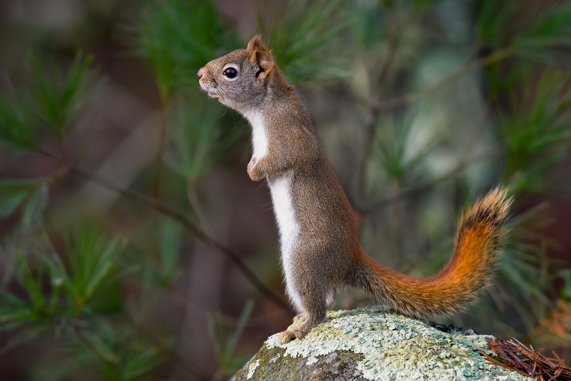 Laden Sie das Tiere, Eichhörnchen, Bokeh, Nagetier-Bild kostenlos auf Ihren PC-Desktop herunter