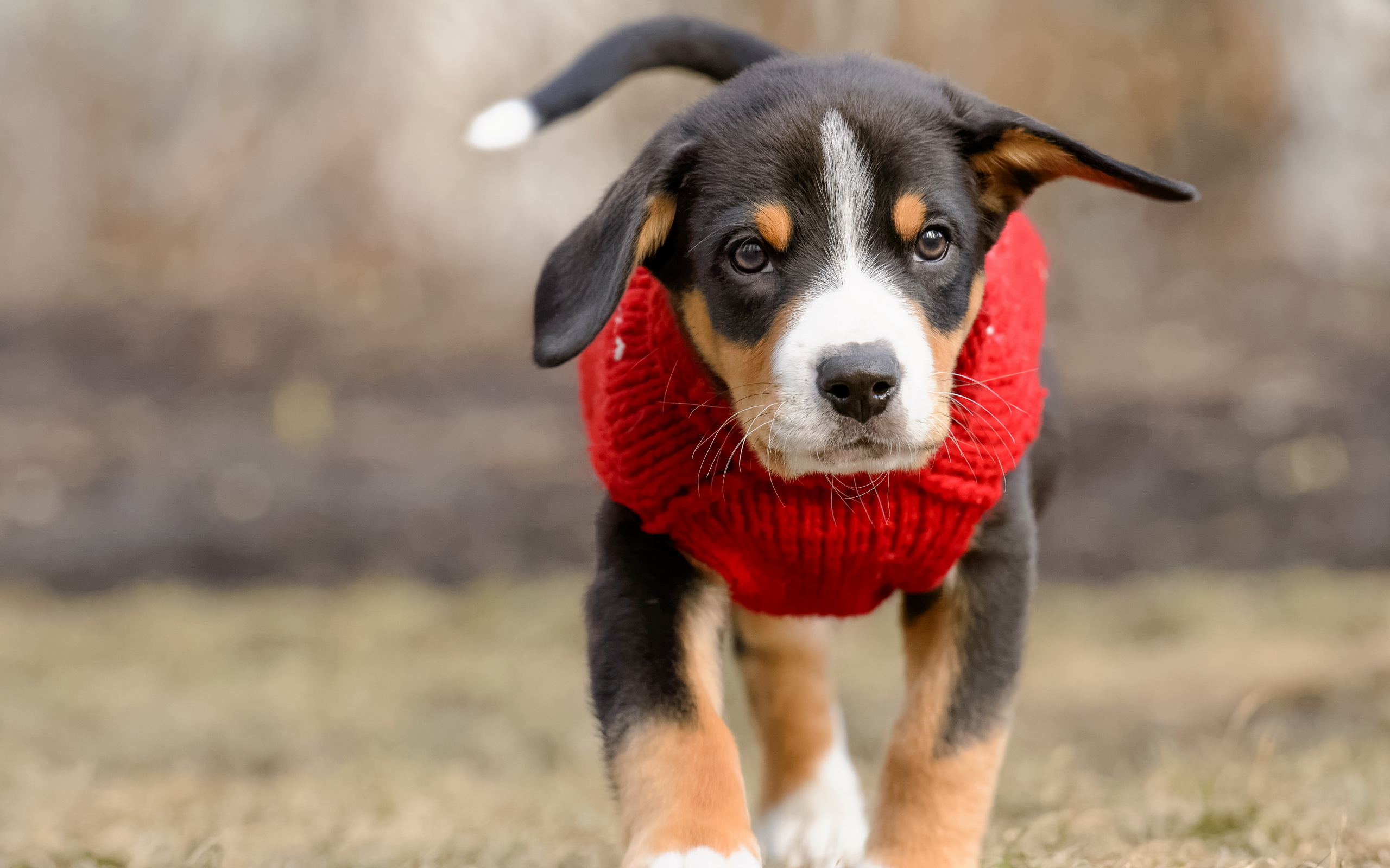 Téléchargez des papiers peints mobile Animaux, Chiens, Chiot gratuitement.