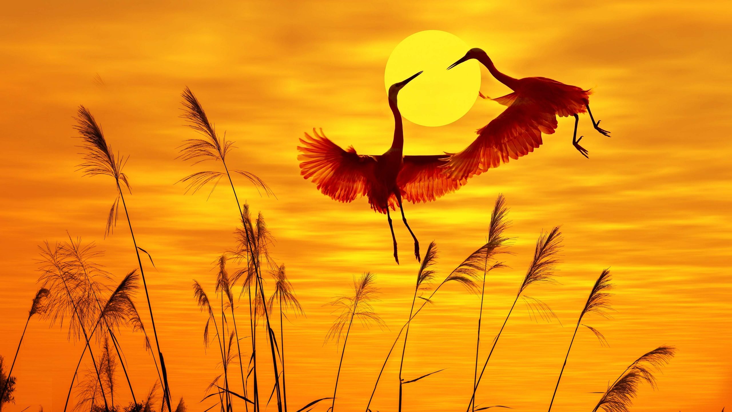 Free download wallpaper Sunset, Sun, Heron, Silhouette, Bird, Animal on your PC desktop