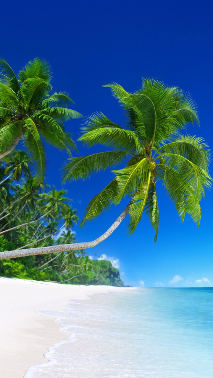 Скачать картинку Пляж, Пальмы, Горизонт, Океан, Пальма, Земля/природа в телефон бесплатно.