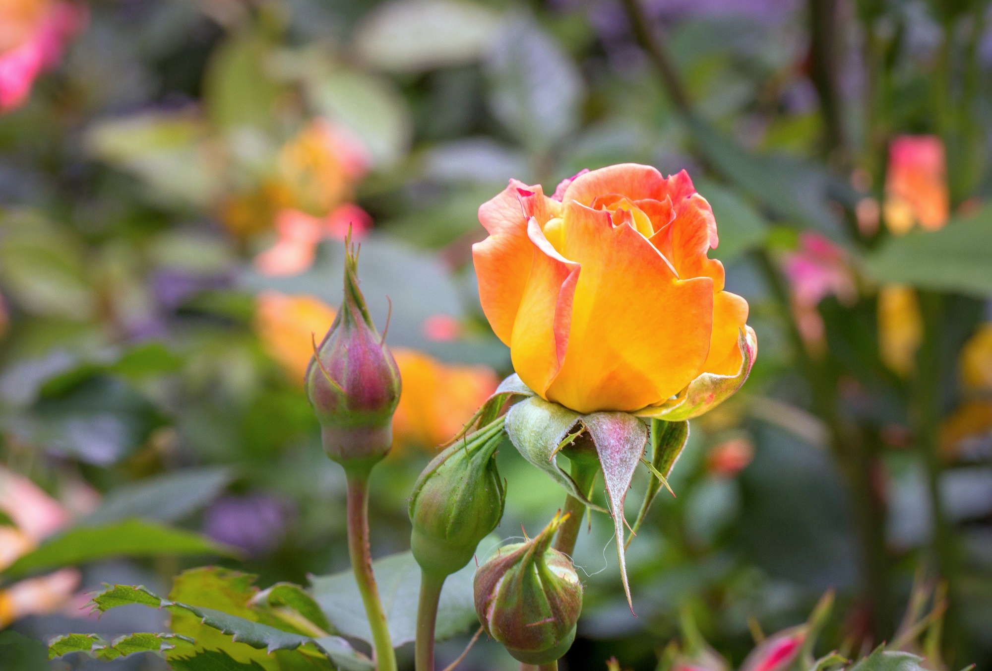 無料モバイル壁紙自然, フラワーズ, 花, 薔薇, 地球, 黄色い花をダウンロードします。