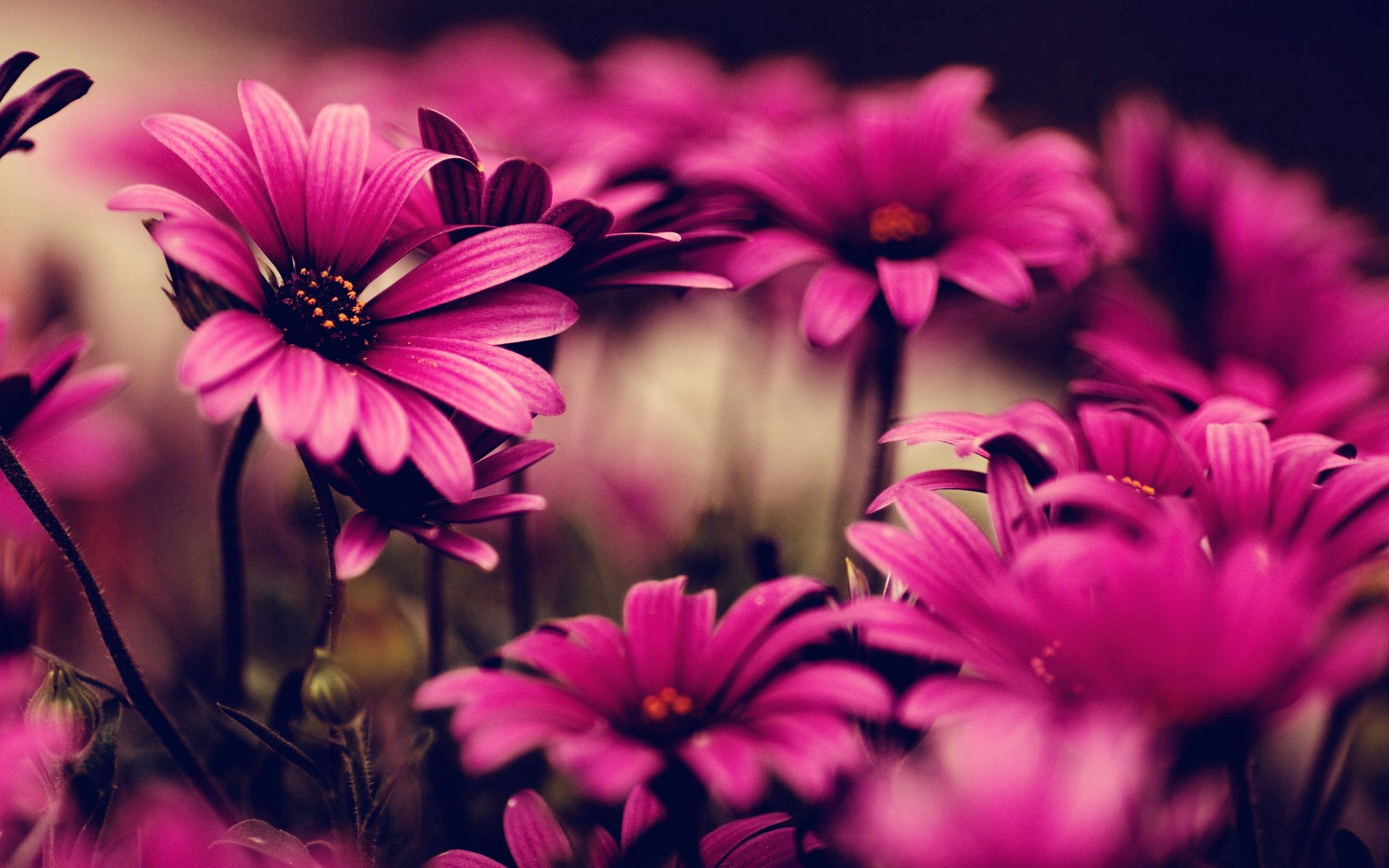 Laden Sie das Blütenblätter, Natur, Blumen, Rosa-Bild kostenlos auf Ihren PC-Desktop herunter