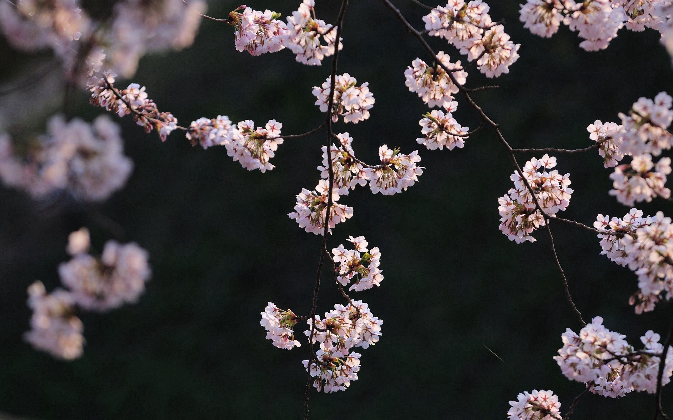 Laden Sie das Ast, Zweig, Natur, Blumen, Pflanze, Frühling-Bild kostenlos auf Ihren PC-Desktop herunter