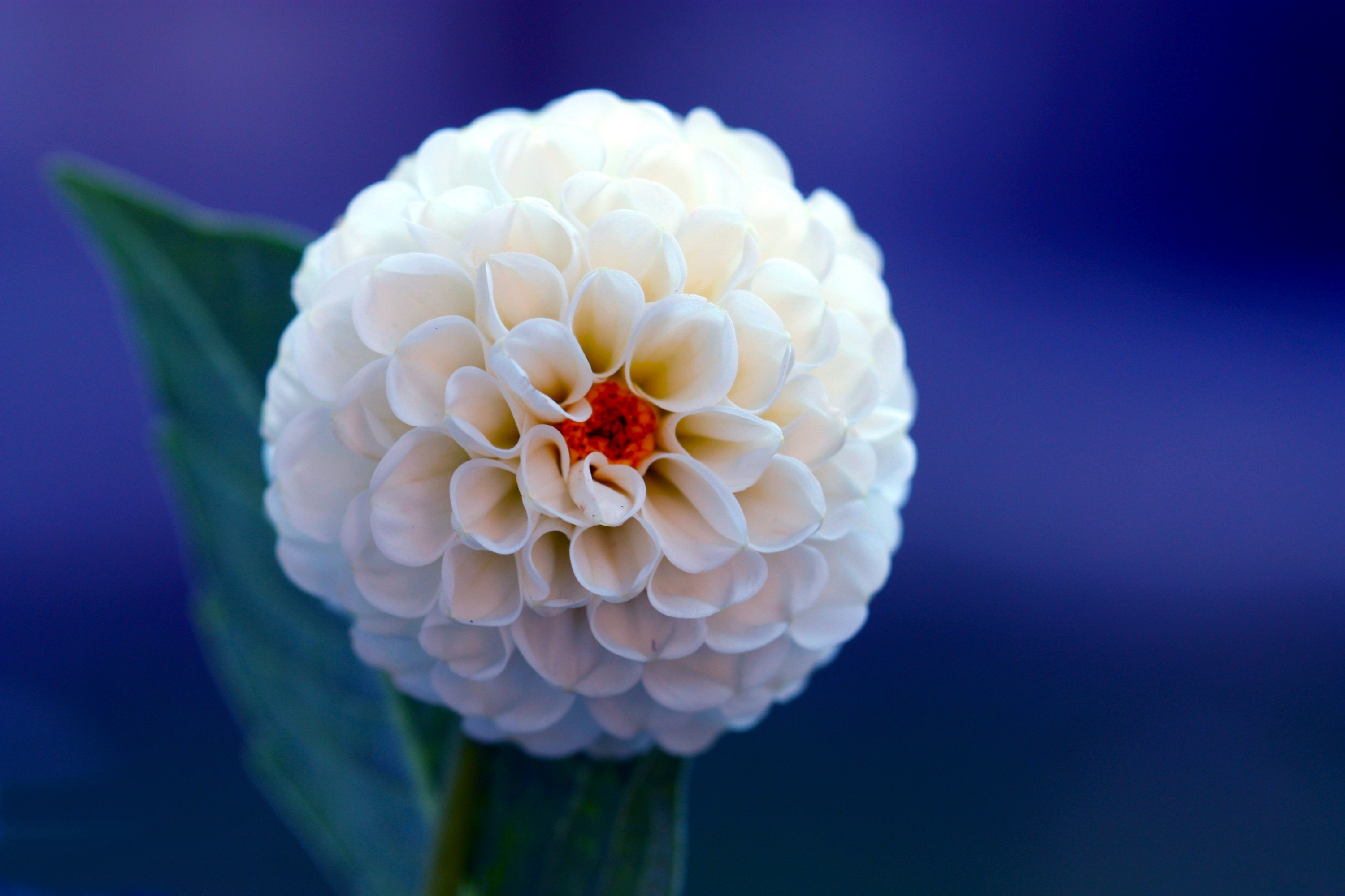 Laden Sie das Blumen, Blume, Nahansicht, Dahlien, Weiße Blume, Erde/natur-Bild kostenlos auf Ihren PC-Desktop herunter