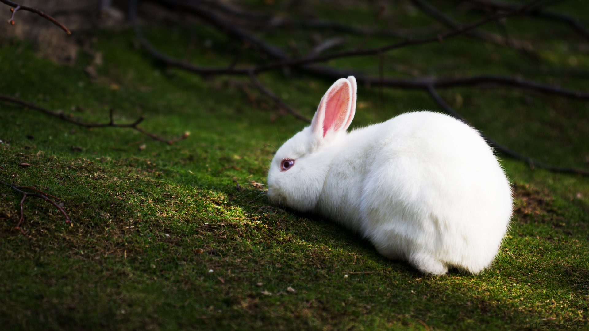 Download mobile wallpaper Animal, Rabbit for free.