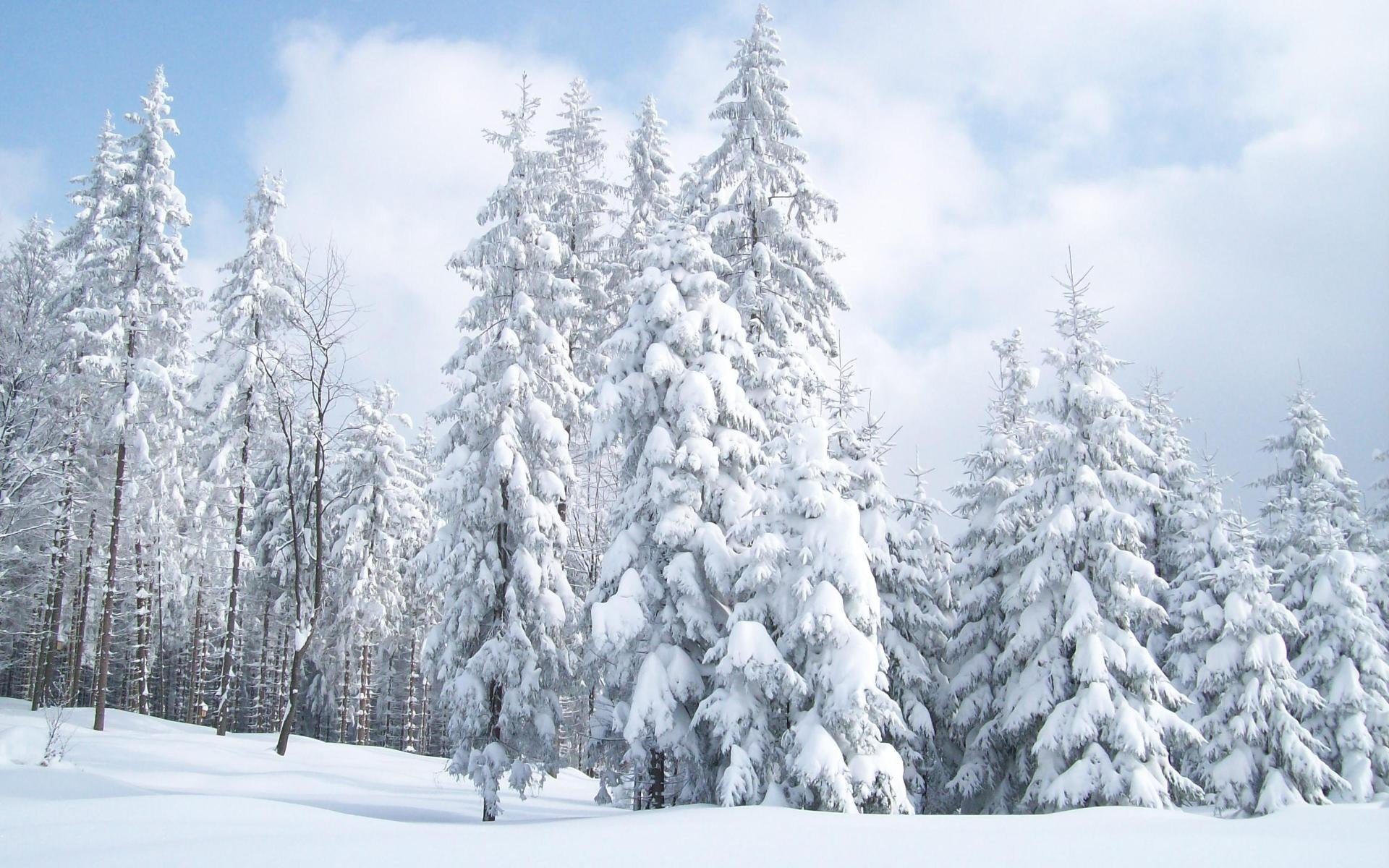 Téléchargez des papiers peints mobile Hiver, Forêt, Arbre, Terre/nature, Neiger gratuitement.