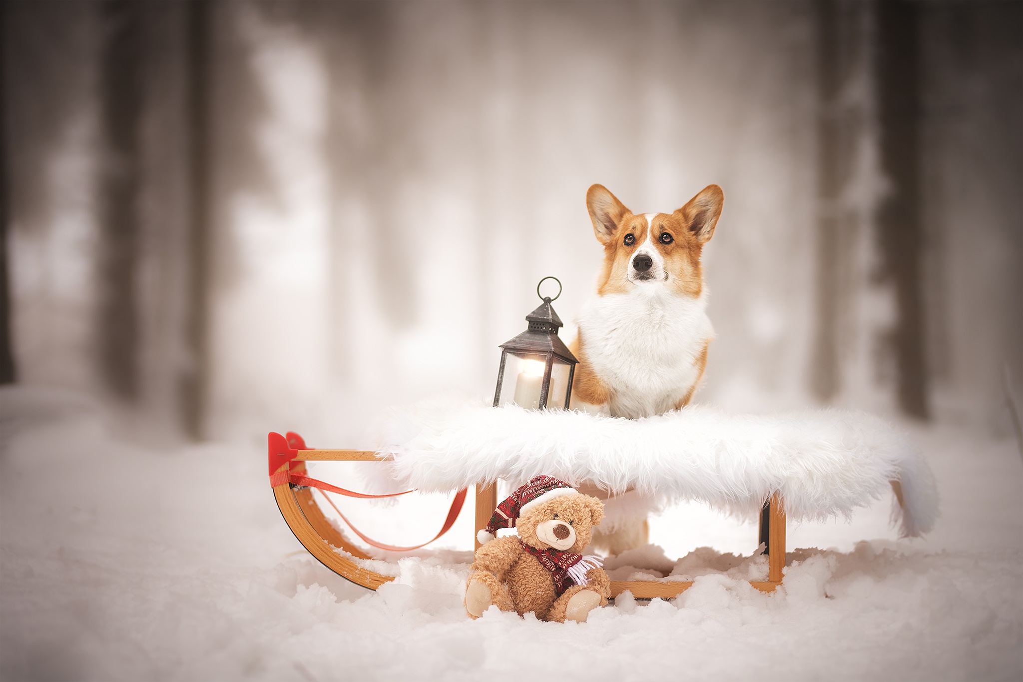 Free download wallpaper Winter, Dogs, Snow, Teddy Bear, Dog, Lantern, Animal, Sleigh, Corgi on your PC desktop
