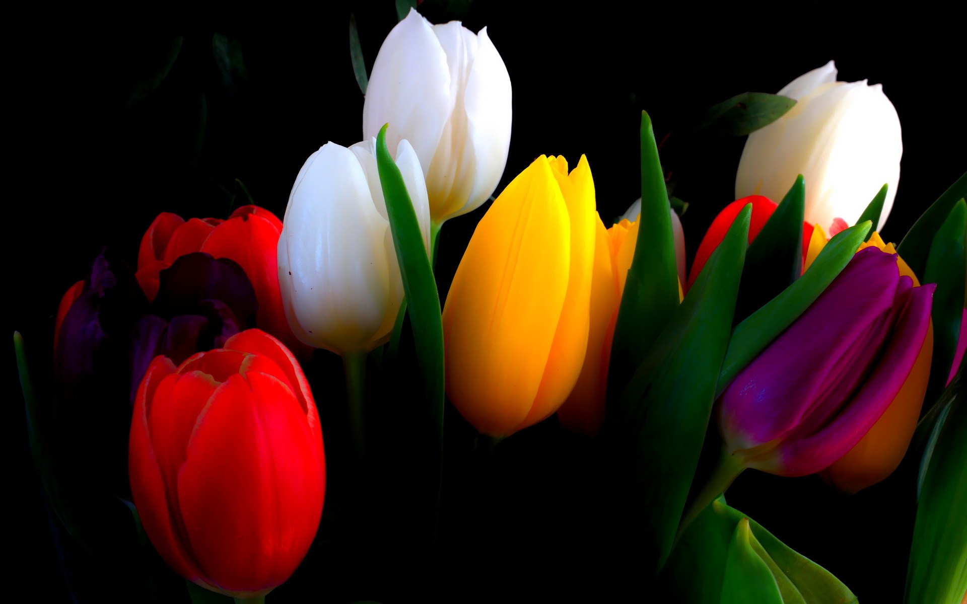 Завантажити шпалери безкоштовно Квітка, Земля, Тюльпан, Флауерзи картинка на робочий стіл ПК
