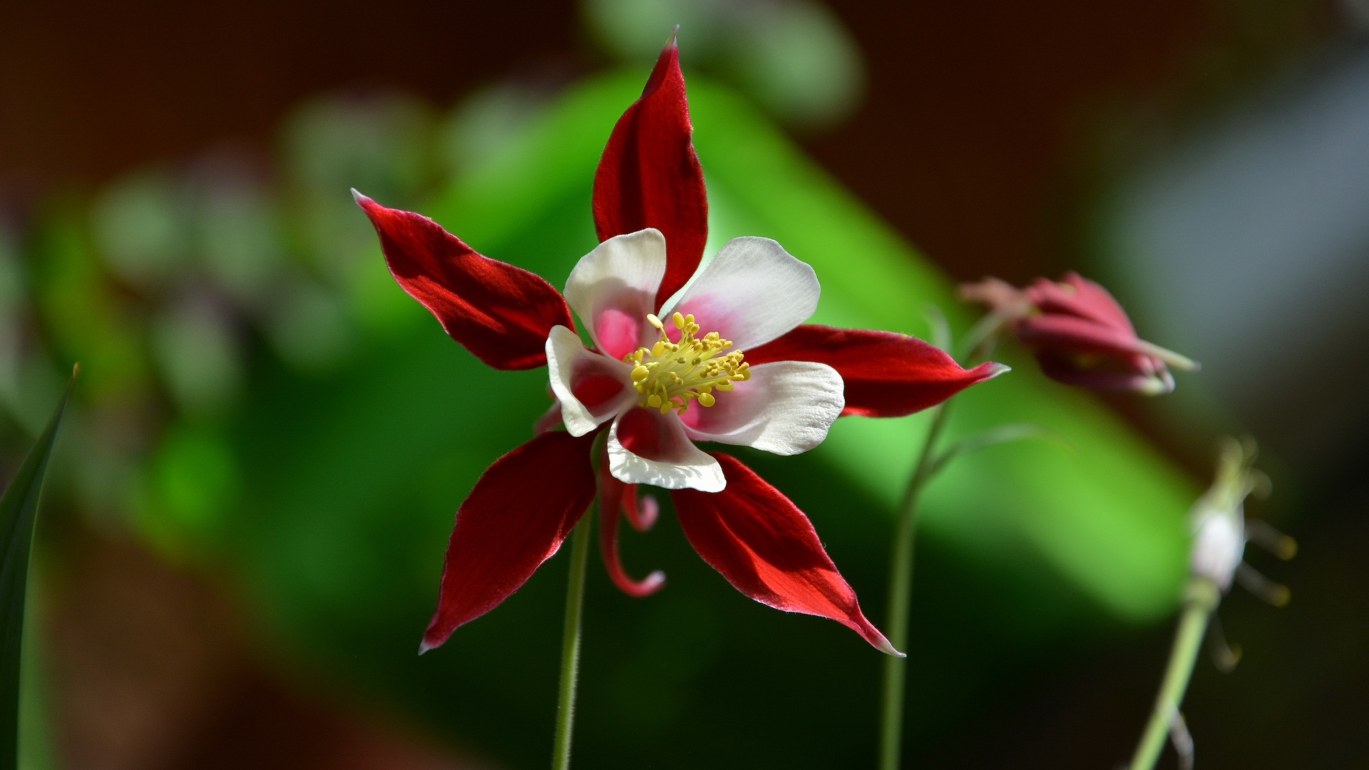 Téléchargez gratuitement l'image Fleur, Terre/nature sur le bureau de votre PC