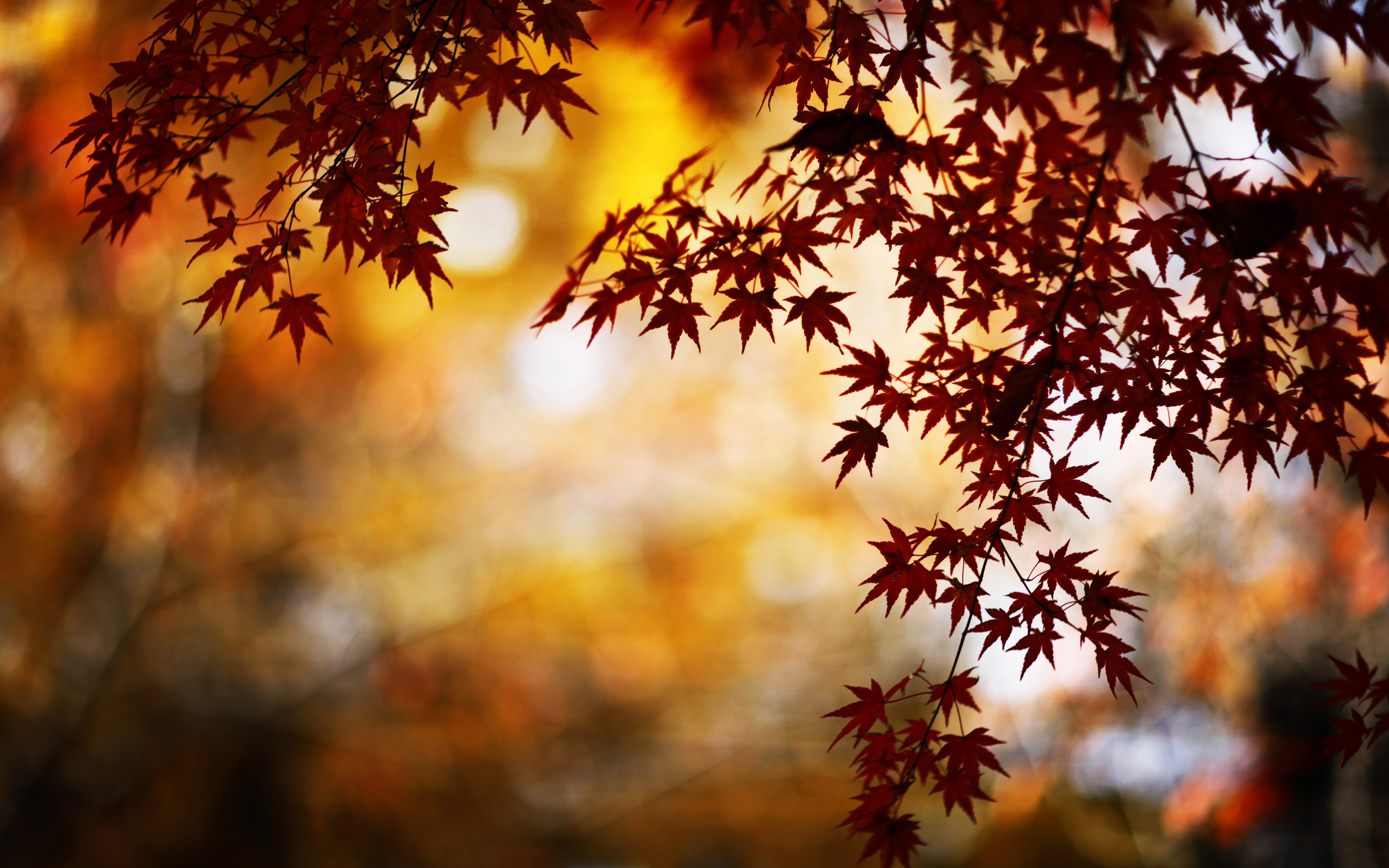 Laden Sie das Herbst, Blatt, Jahreszeit, Erde/natur-Bild kostenlos auf Ihren PC-Desktop herunter