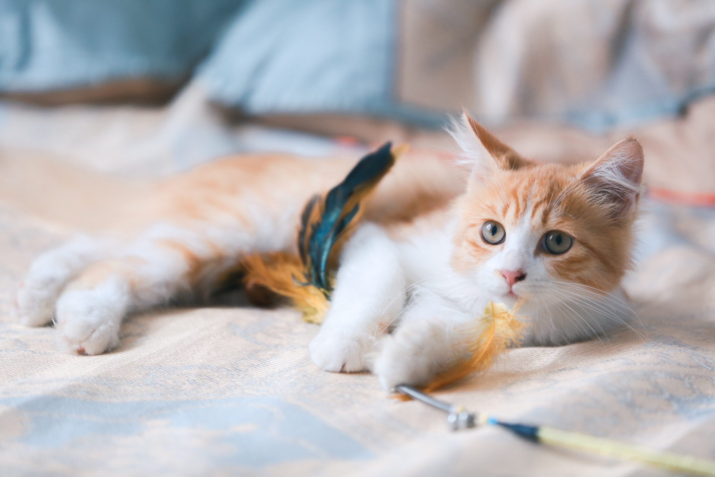 Téléchargez des papiers peints mobile Animaux, Chats, Chat gratuitement.