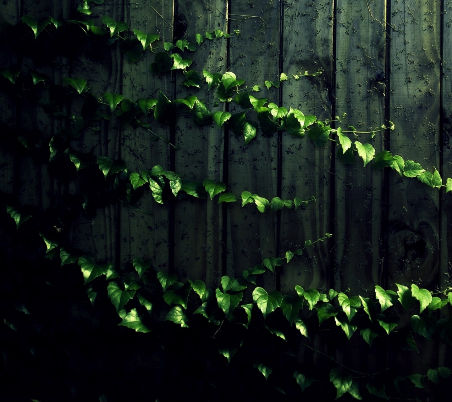 Download mobile wallpaper Vine, Leaf, Earth, Fence for free.
