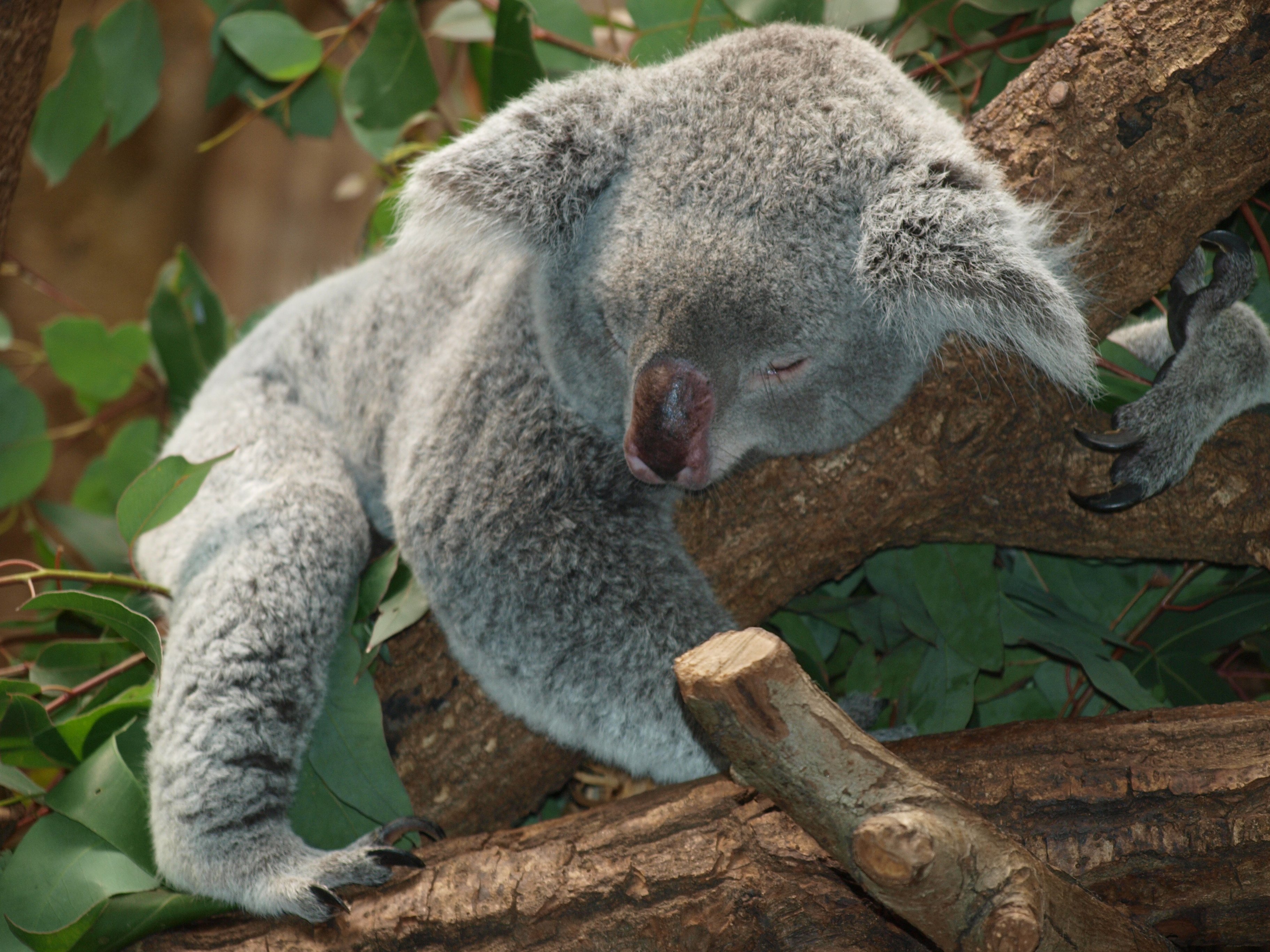 Laden Sie Koalabär HD-Desktop-Hintergründe herunter