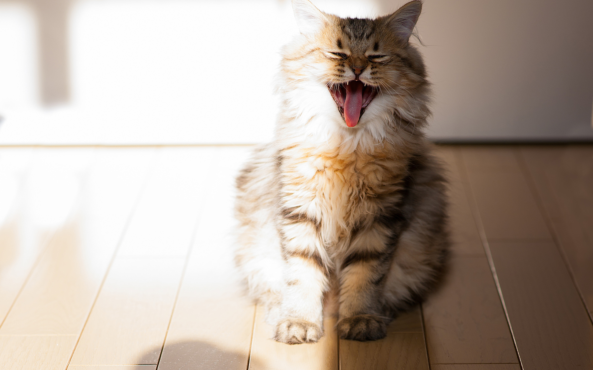 Téléchargez gratuitement l'image Animaux, Chat sur le bureau de votre PC