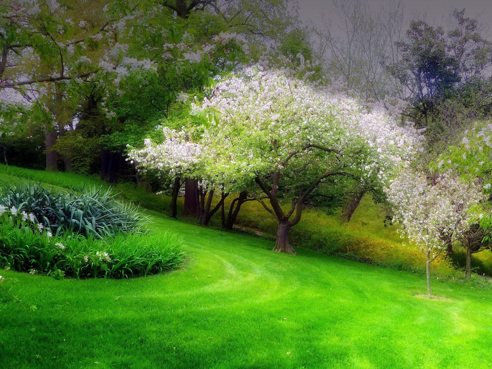Скачать обои бесплатно Цветок, Парк, Дерево, Весна, Цветущие, Земля/природа картинка на рабочий стол ПК