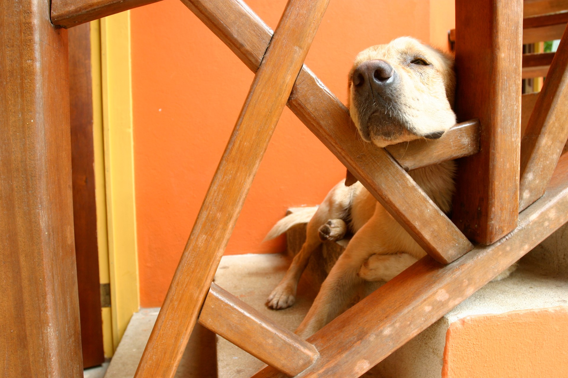 Téléchargez des papiers peints mobile Chiens, Chien, Animaux gratuitement.