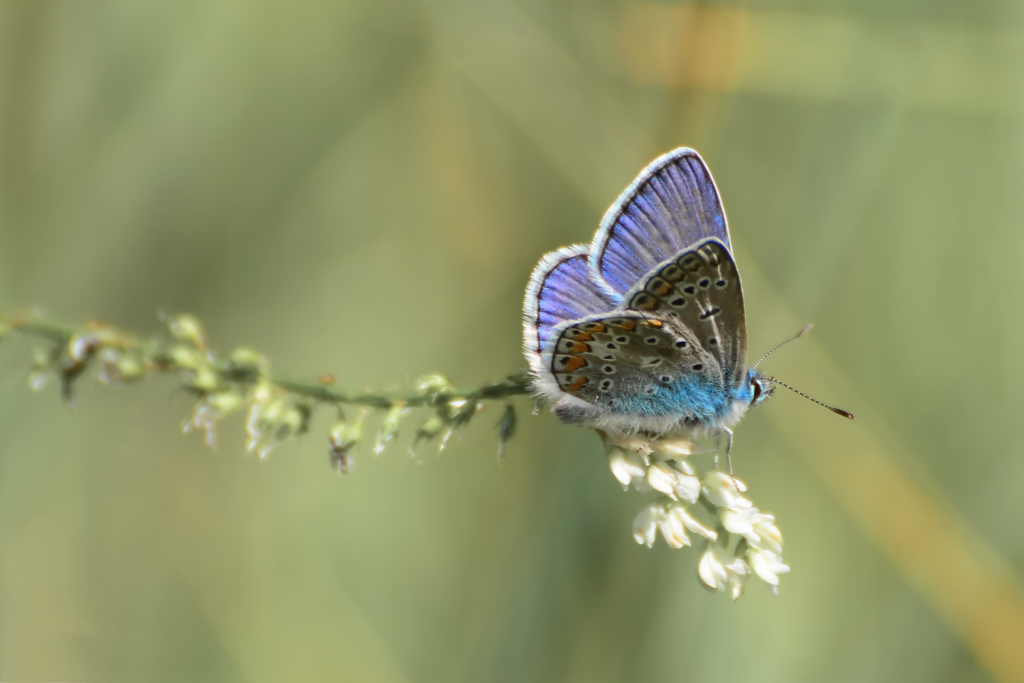 Free download wallpaper Macro, Insect, Butterfly, Animal on your PC desktop