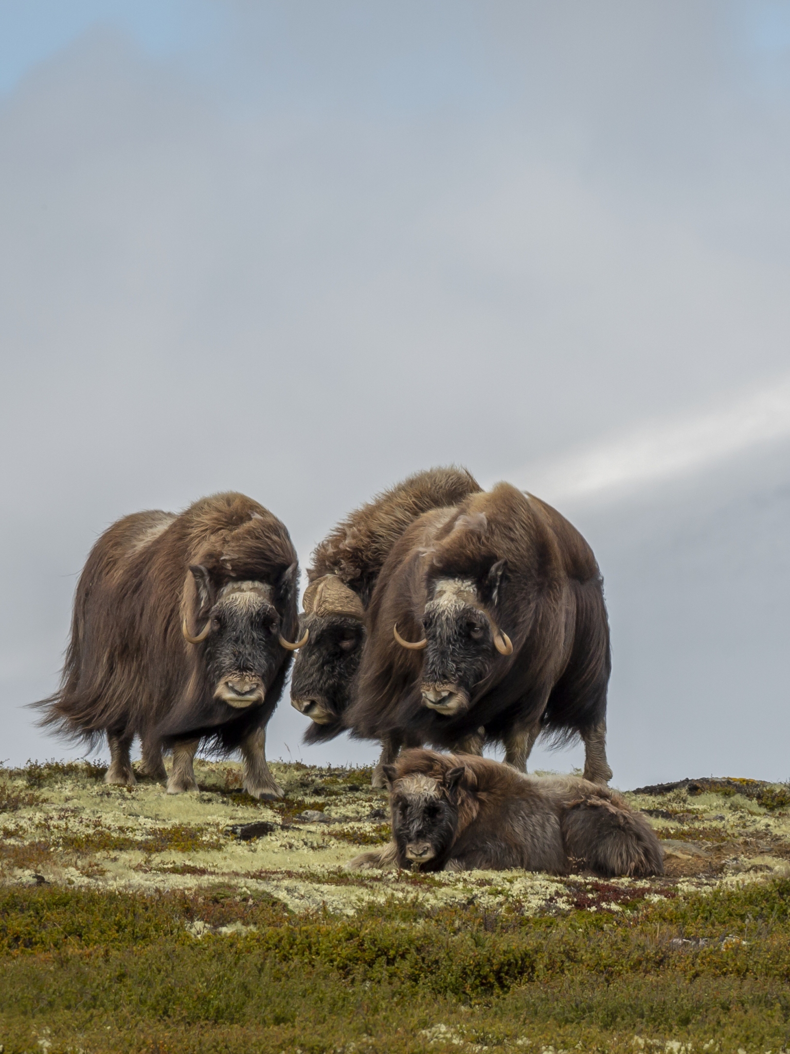 Download mobile wallpaper Animal, Muskox for free.