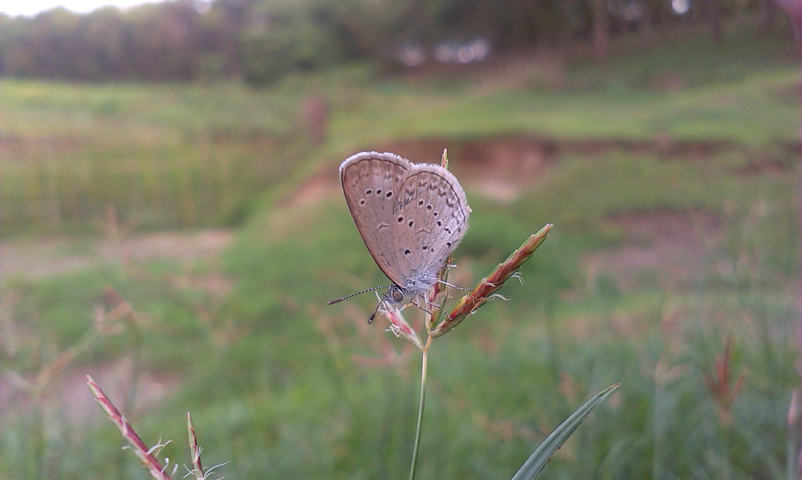 Descarga gratis la imagen Animales, Hierba, Mariposa en el escritorio de tu PC