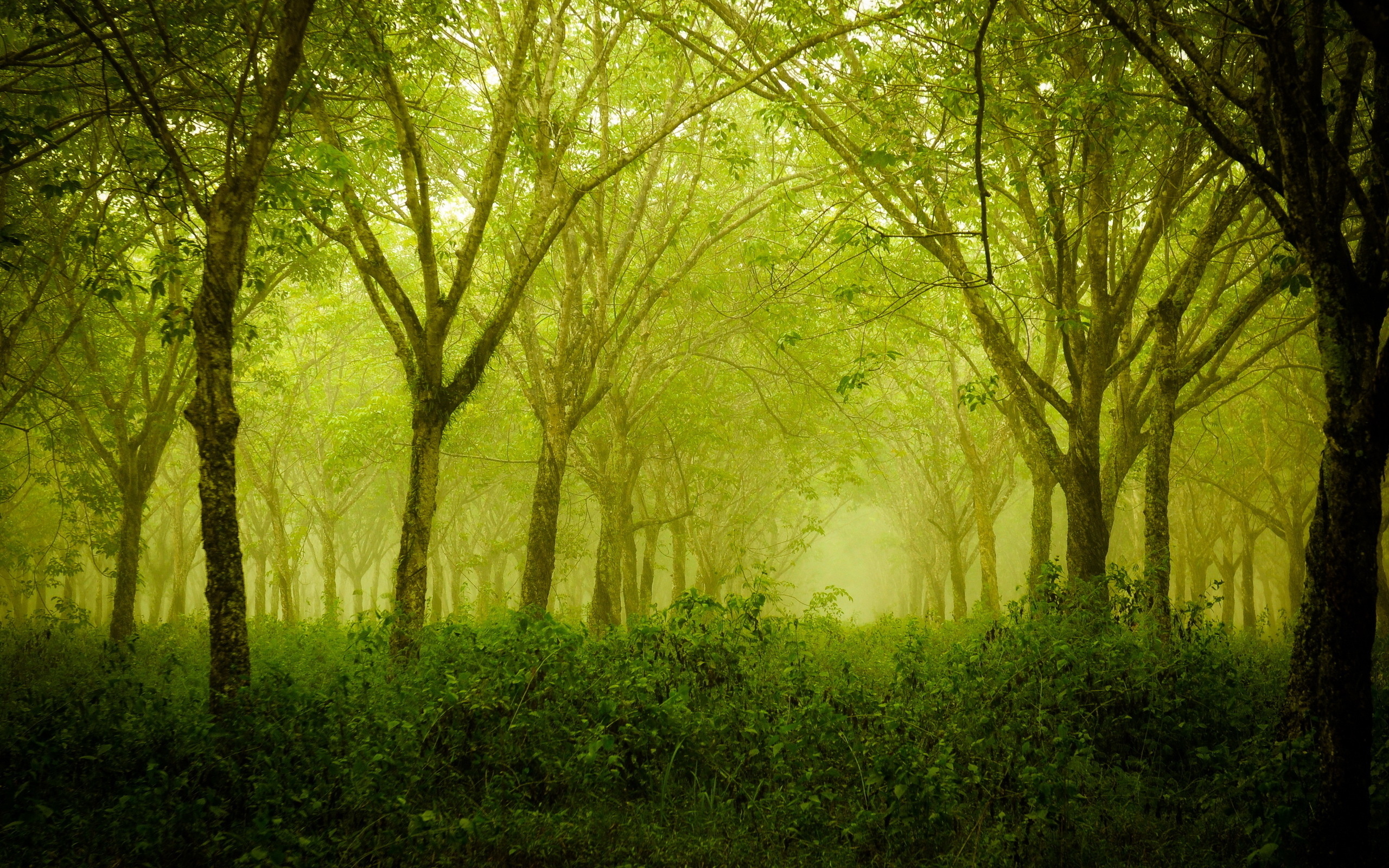 Free download wallpaper Forest, Earth on your PC desktop