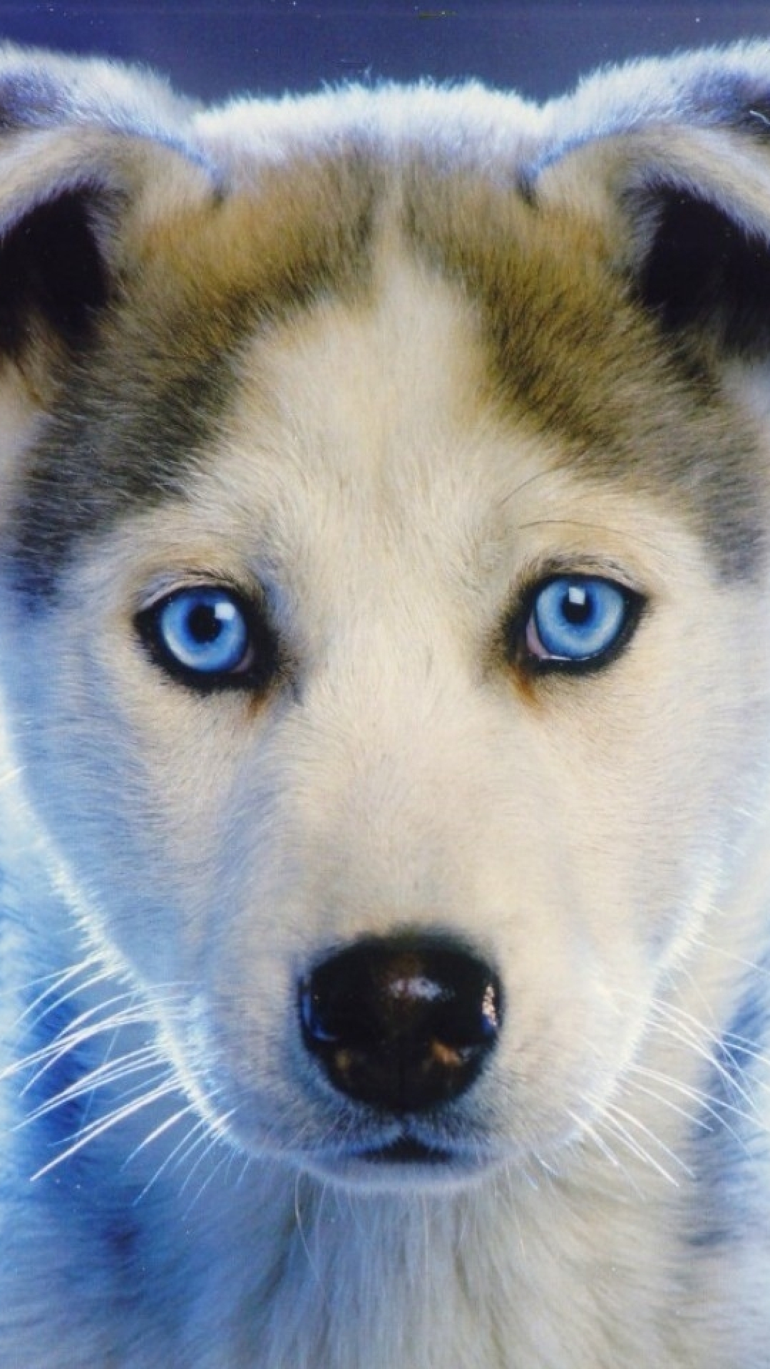 Download mobile wallpaper Dogs, Animal, Husky for free.