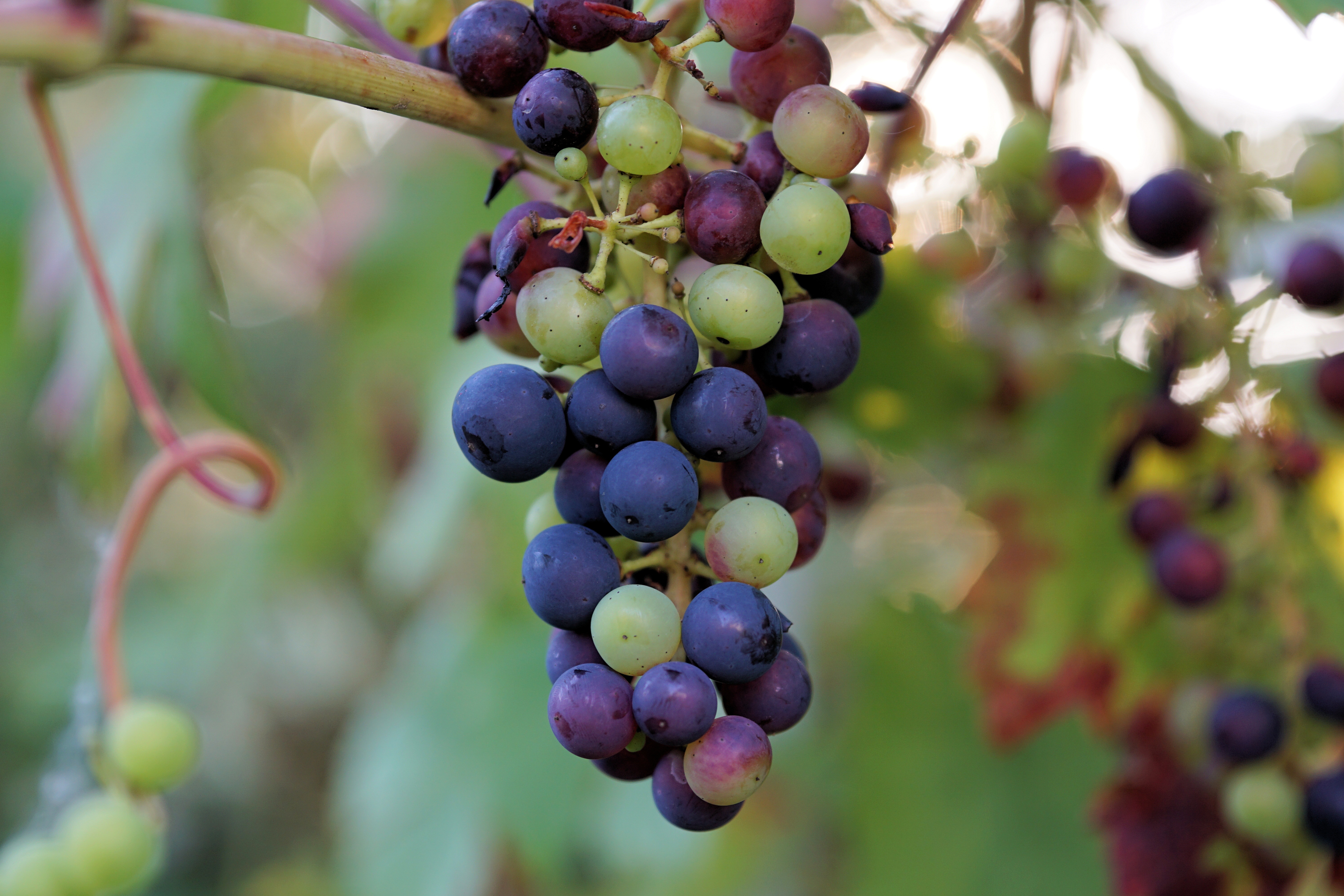 berries, grapes, food, vine, branch 1080p