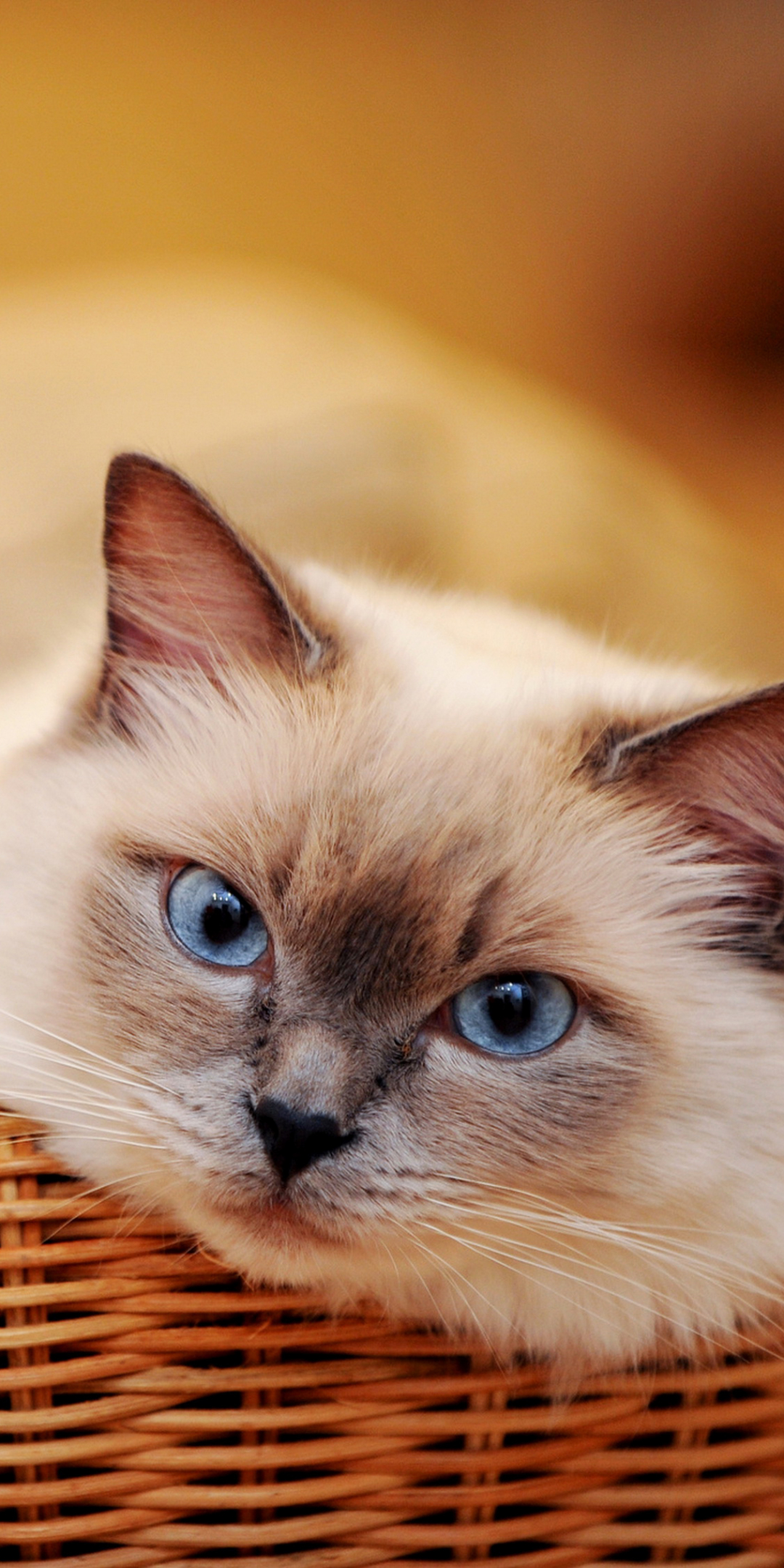 Download mobile wallpaper Cats, Cat, Animal, Blue Eyes for free.