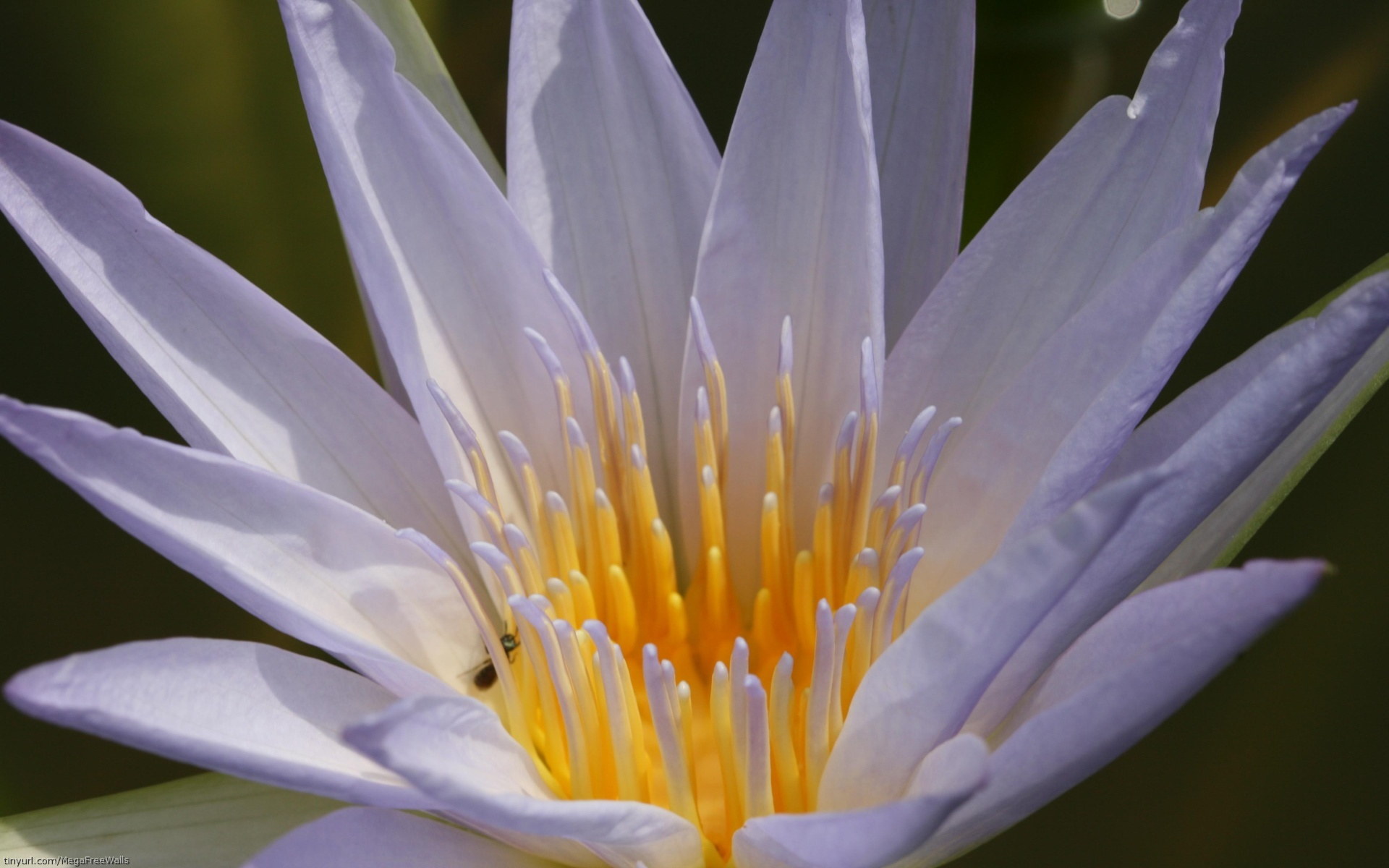 Download mobile wallpaper Water Lily, Purple Flower, Flowers, Nature, Flower, Earth for free.