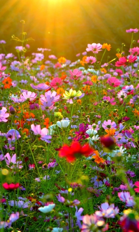 Download mobile wallpaper Nature, Flowers, Earth, Field, Colors, Colorful, Cosmos, Pink Flower for free.