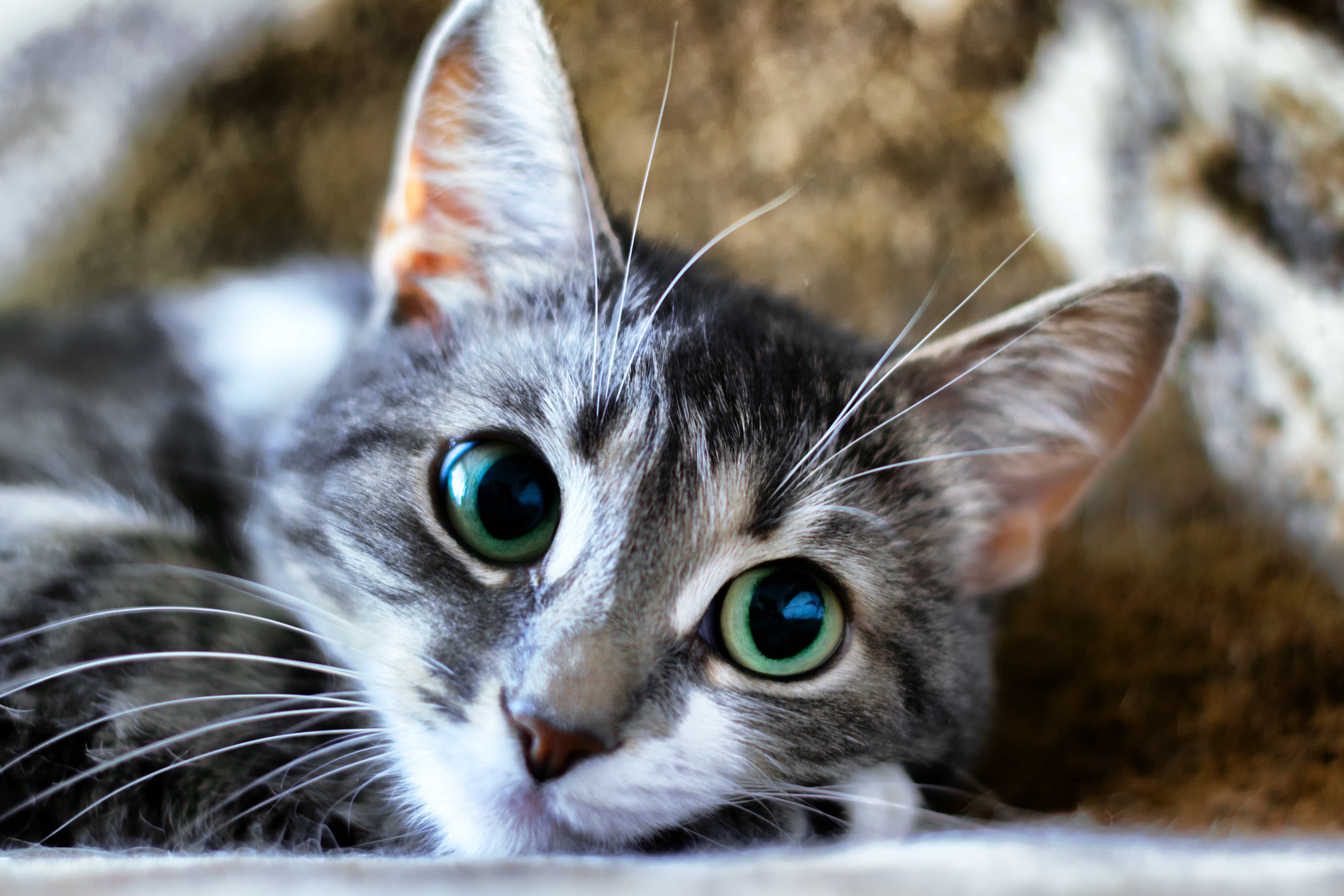 Téléchargez gratuitement l'image Animaux, Chats, Chat, Mignon sur le bureau de votre PC