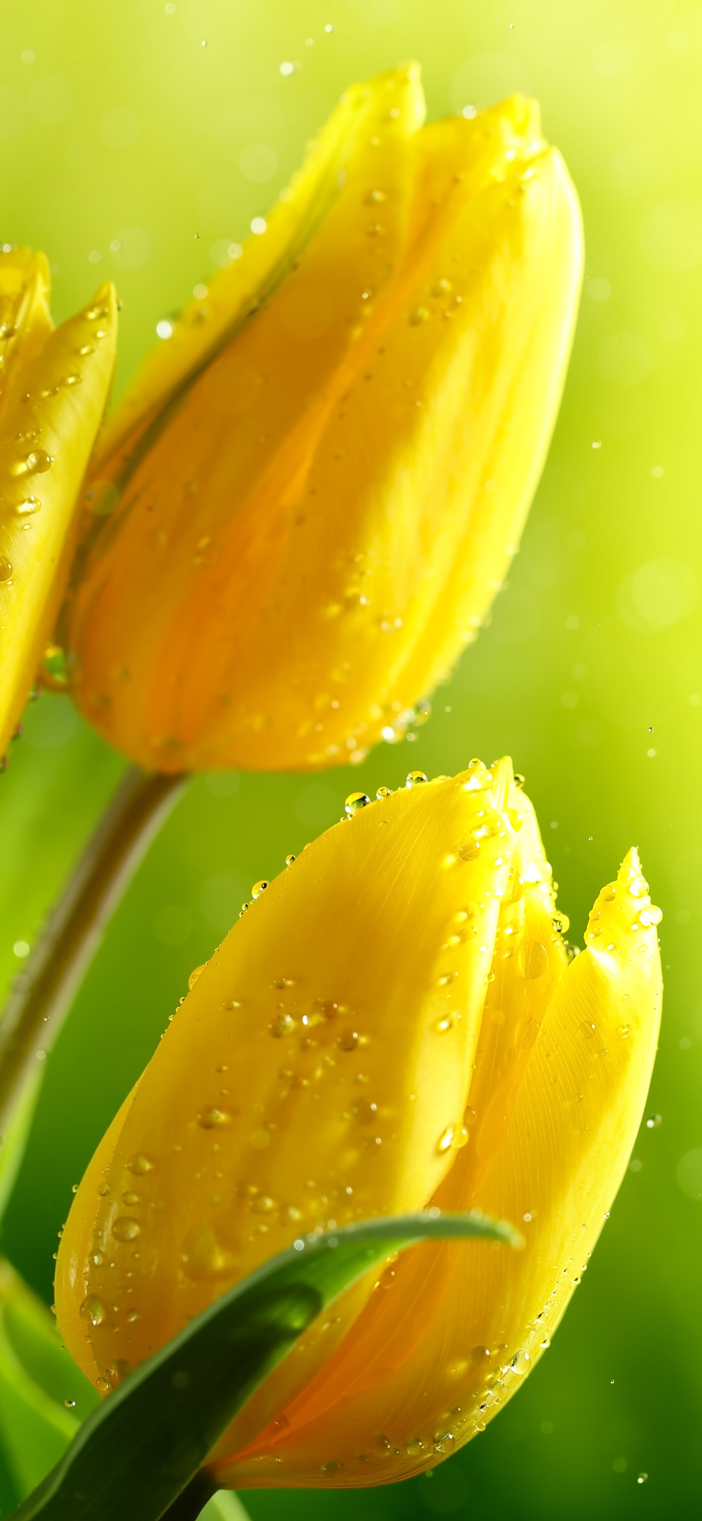 Download mobile wallpaper Flowers, Earth, Tulip, Yellow Flower for free.