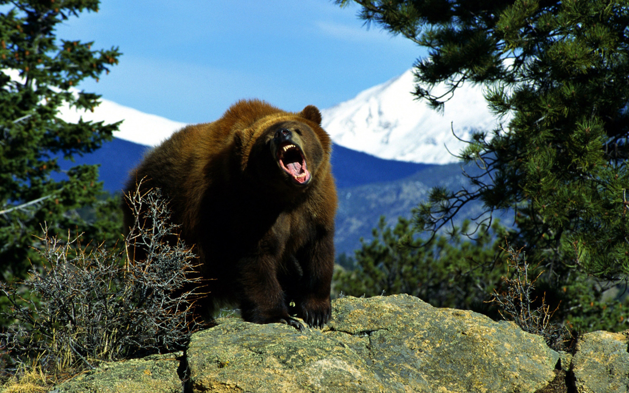 Baixe gratuitamente a imagem Animais, Urso na área de trabalho do seu PC