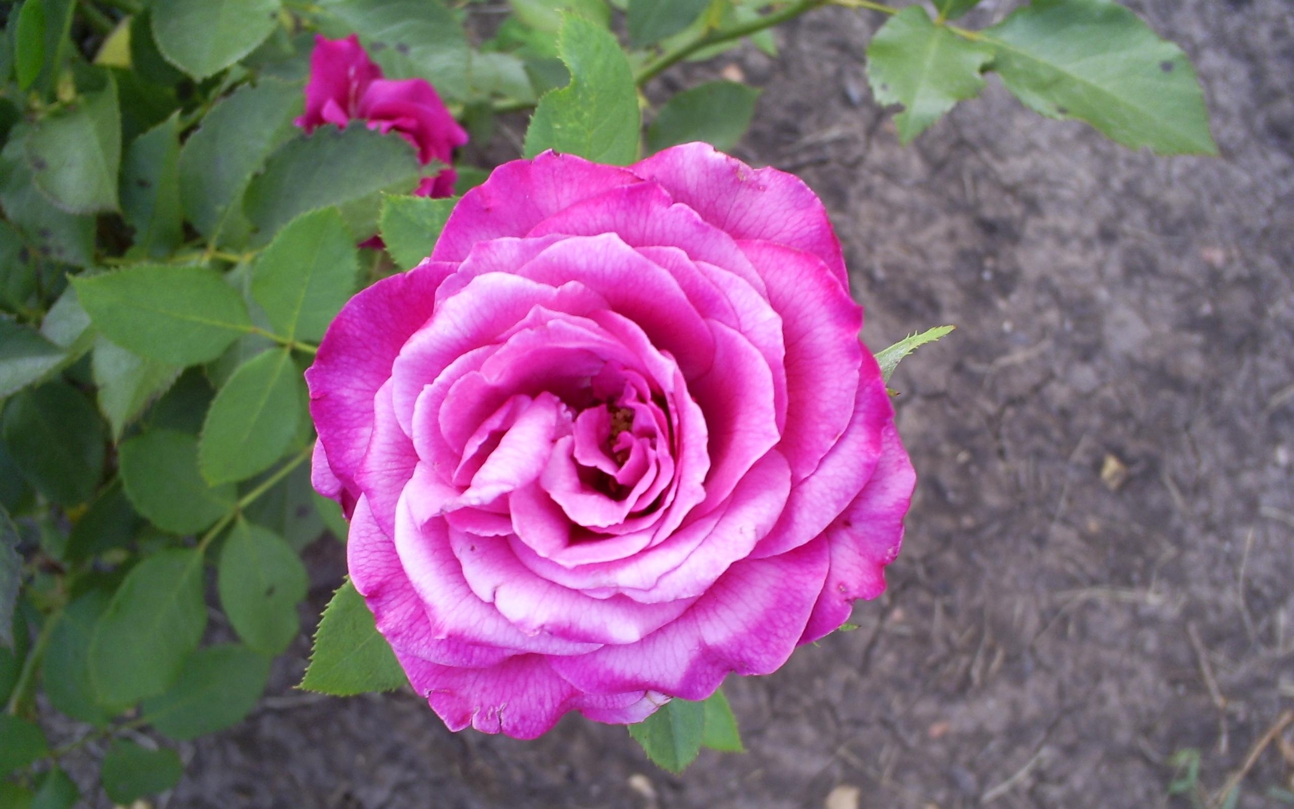 Descarga gratuita de fondo de pantalla para móvil de Flores, Plantas, Roses, Violeta.