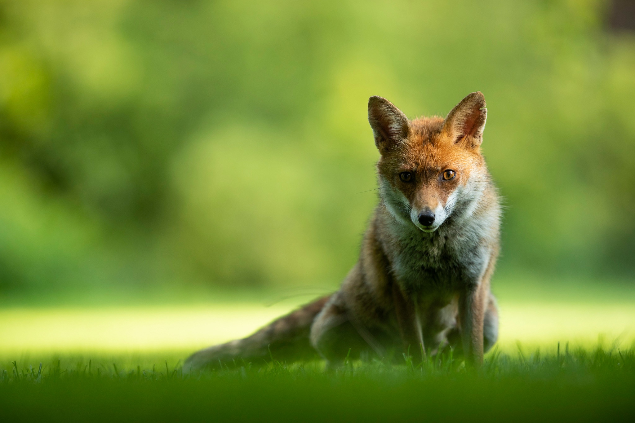 Handy-Wallpaper Tiere, Fuchs kostenlos herunterladen.