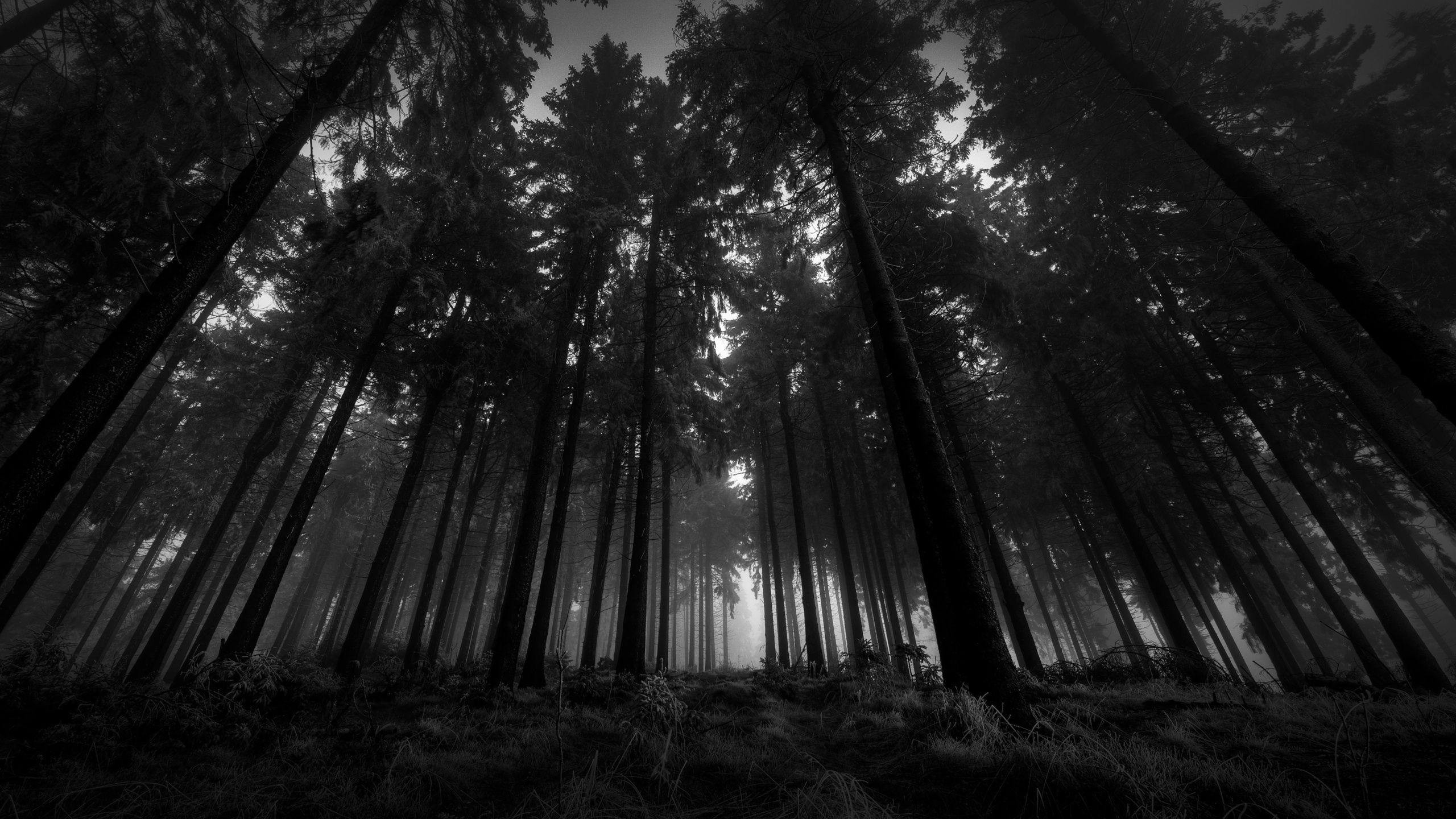 153939 télécharger le fond d'écran brouillard, noir et blanc, noir, forêt, sombre, arbres, couronne, silence, couronnes, par le bas, d’en bas - économiseurs d'écran et images gratuitement