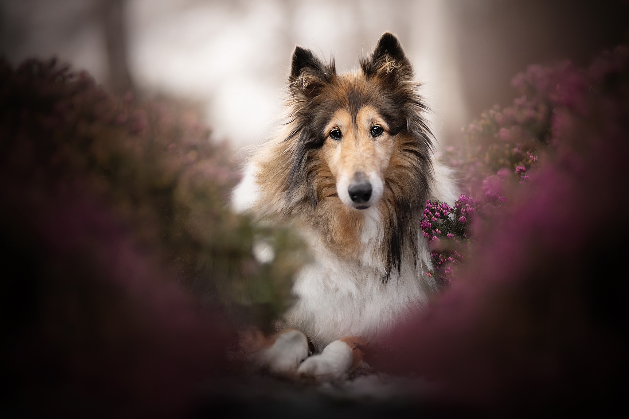 Laden Sie das Tiere, Hunde, Hund, Starren, Langhaarcollie-Bild kostenlos auf Ihren PC-Desktop herunter