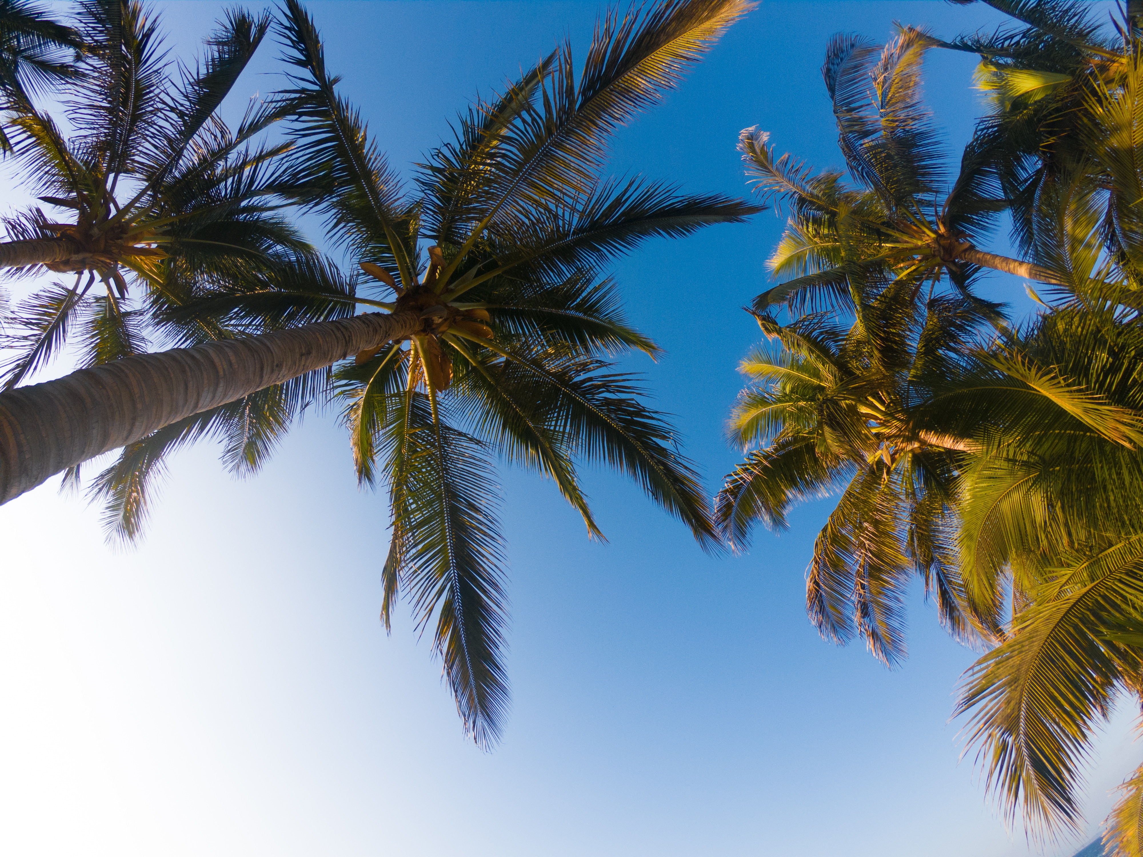 Download mobile wallpaper Branches, Trees, Sky, Nature, Palms, Tropics for free.