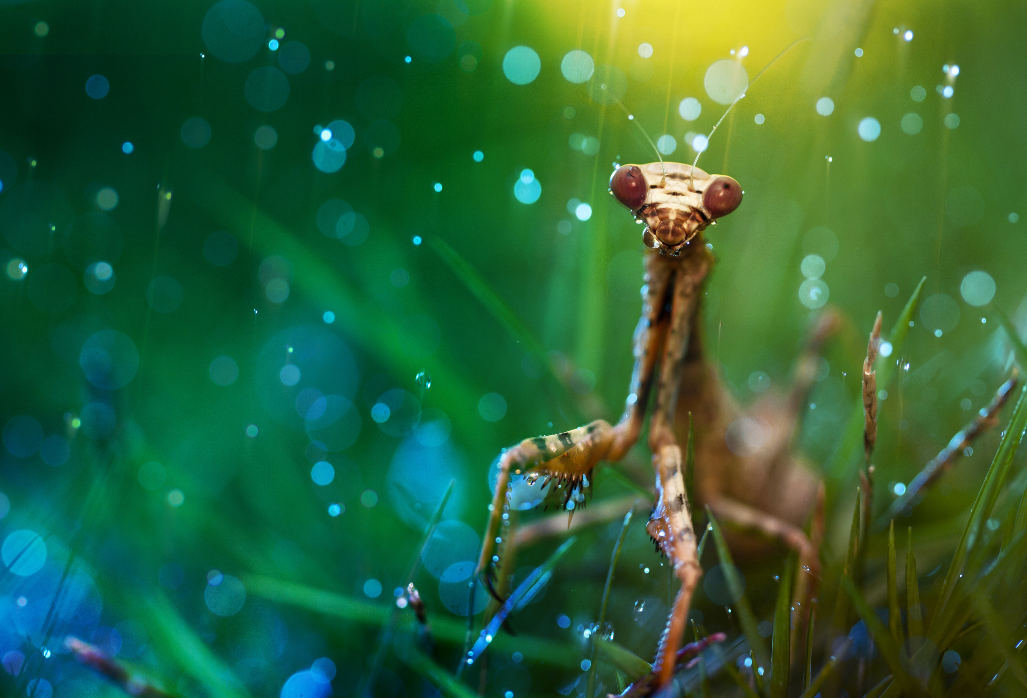 Laden Sie das Tiere, Insekten, Makro, Gottesanbeterin, Gras, Wassertropfen-Bild kostenlos auf Ihren PC-Desktop herunter