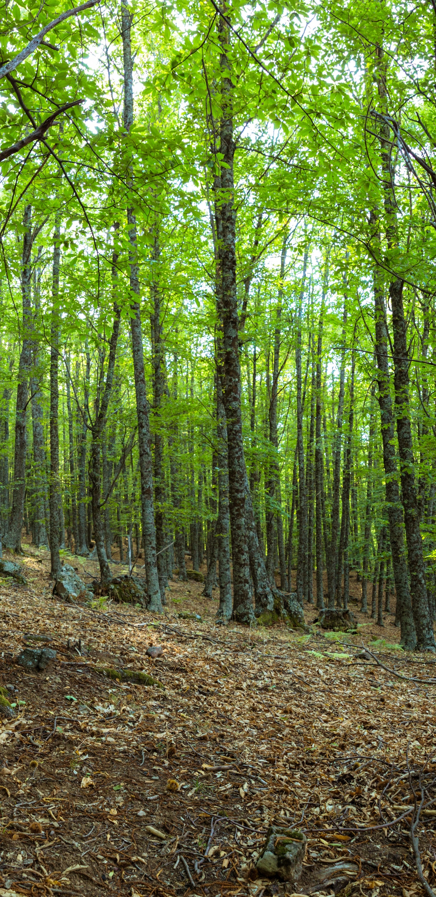 Téléchargez des papiers peints mobile Forêt, Terre/nature gratuitement.