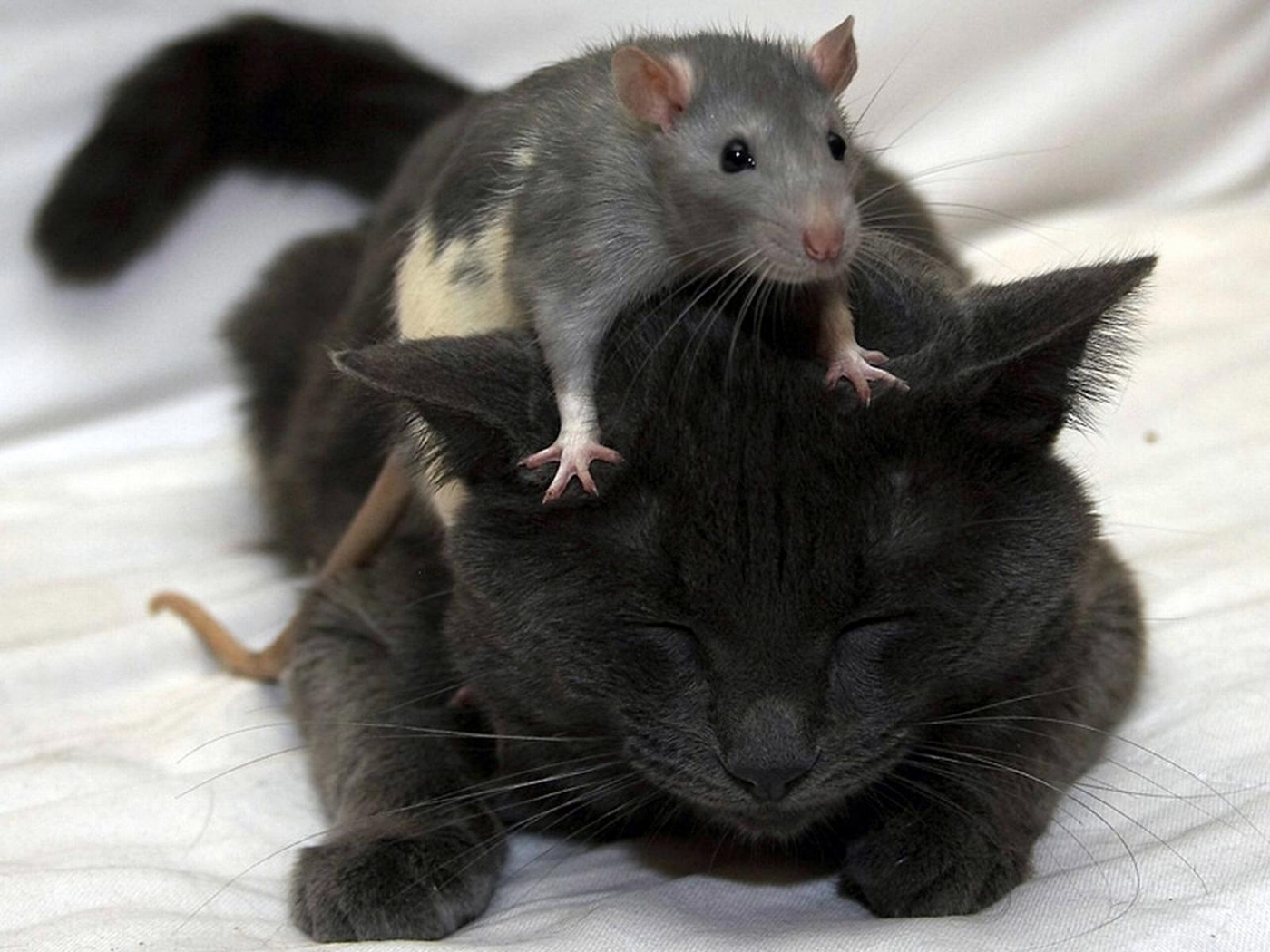 43321 descargar imagen animales, gatos, ratones, negro: fondos de pantalla y protectores de pantalla gratis