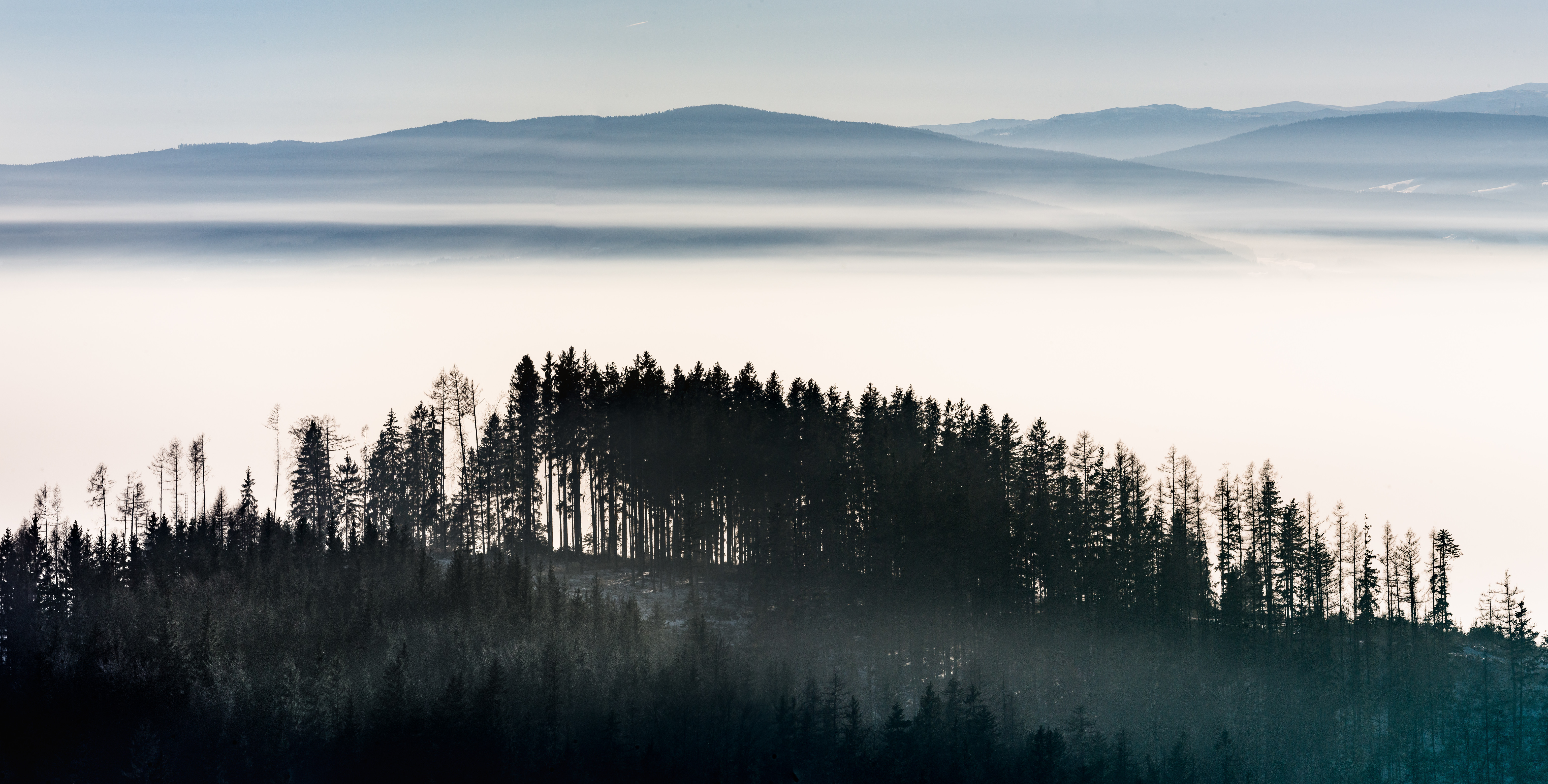 Скачать обои бесплатно Деревья, Туман, Небо, Лес, Природа картинка на рабочий стол ПК