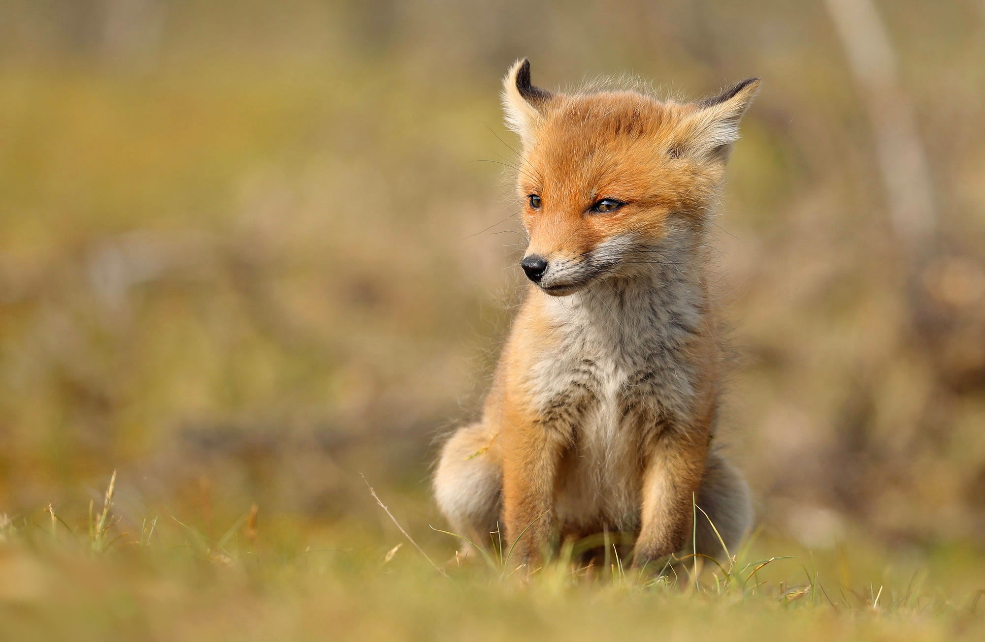 Handy-Wallpaper Tiere, Fuchs, Tierbaby kostenlos herunterladen.