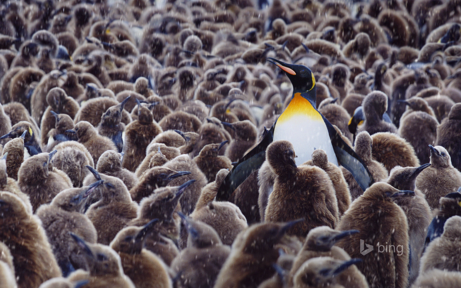 Download mobile wallpaper Penguin, Snow, Birds, Animal, Night for free.