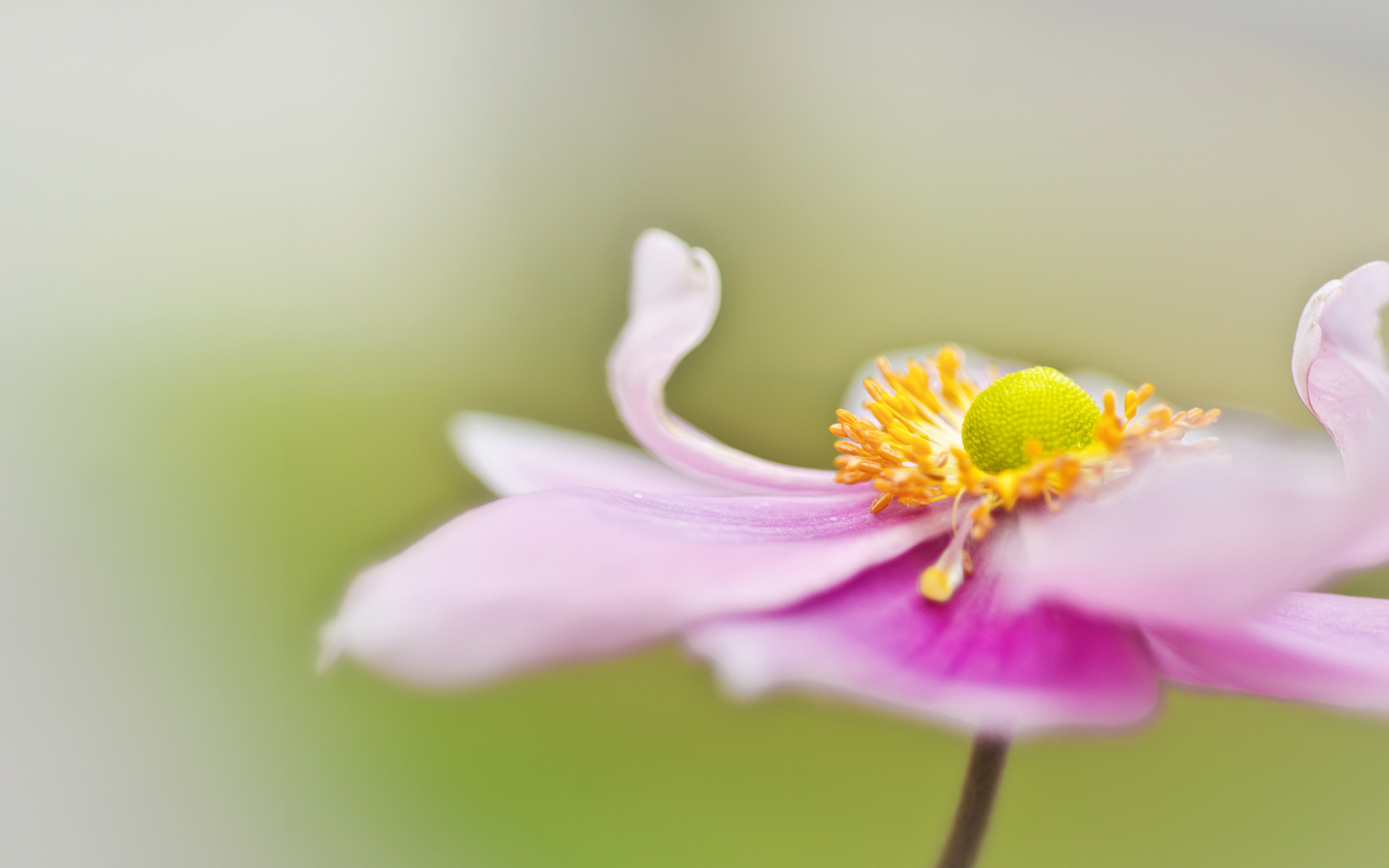 Descarga gratuita de fondo de pantalla para móvil de Flores, Flor, Tierra/naturaleza.