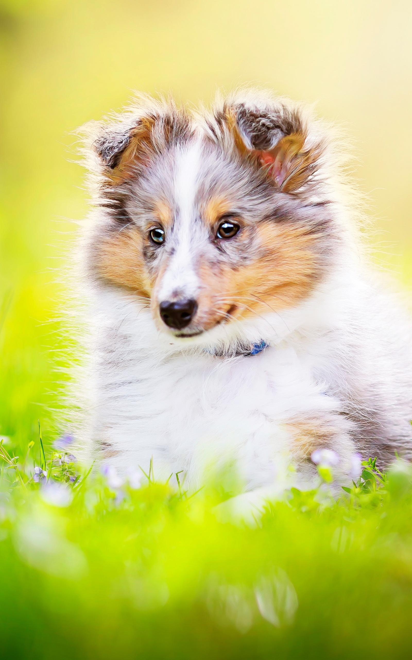 Laden Sie das Tiere, Hunde, Hund, Welpen, Shetland Schäferhund, Tierbaby, Welpe-Bild kostenlos auf Ihren PC-Desktop herunter