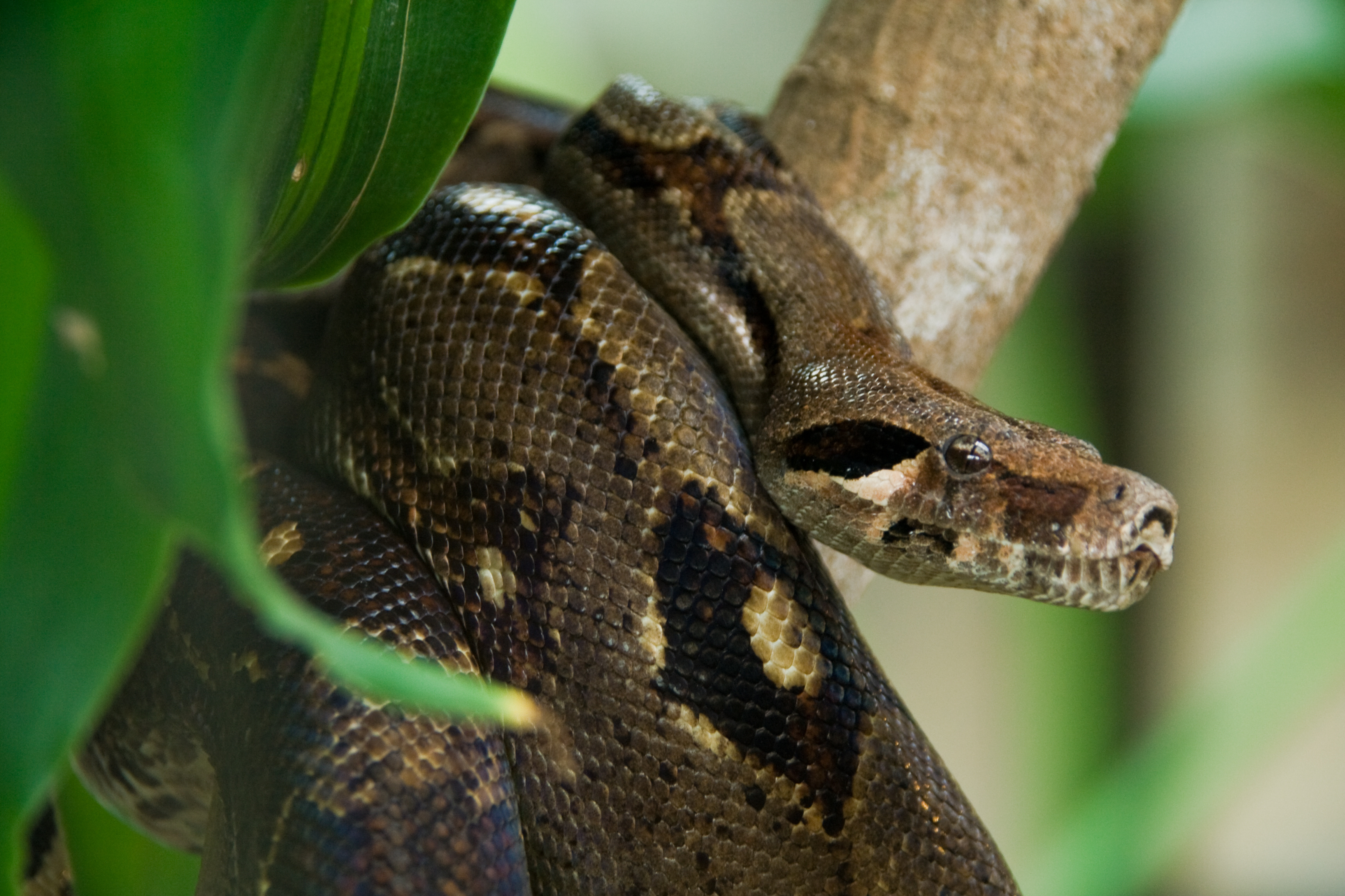 Baixar papel de parede para celular de Cobra, Répteis, Animais gratuito.